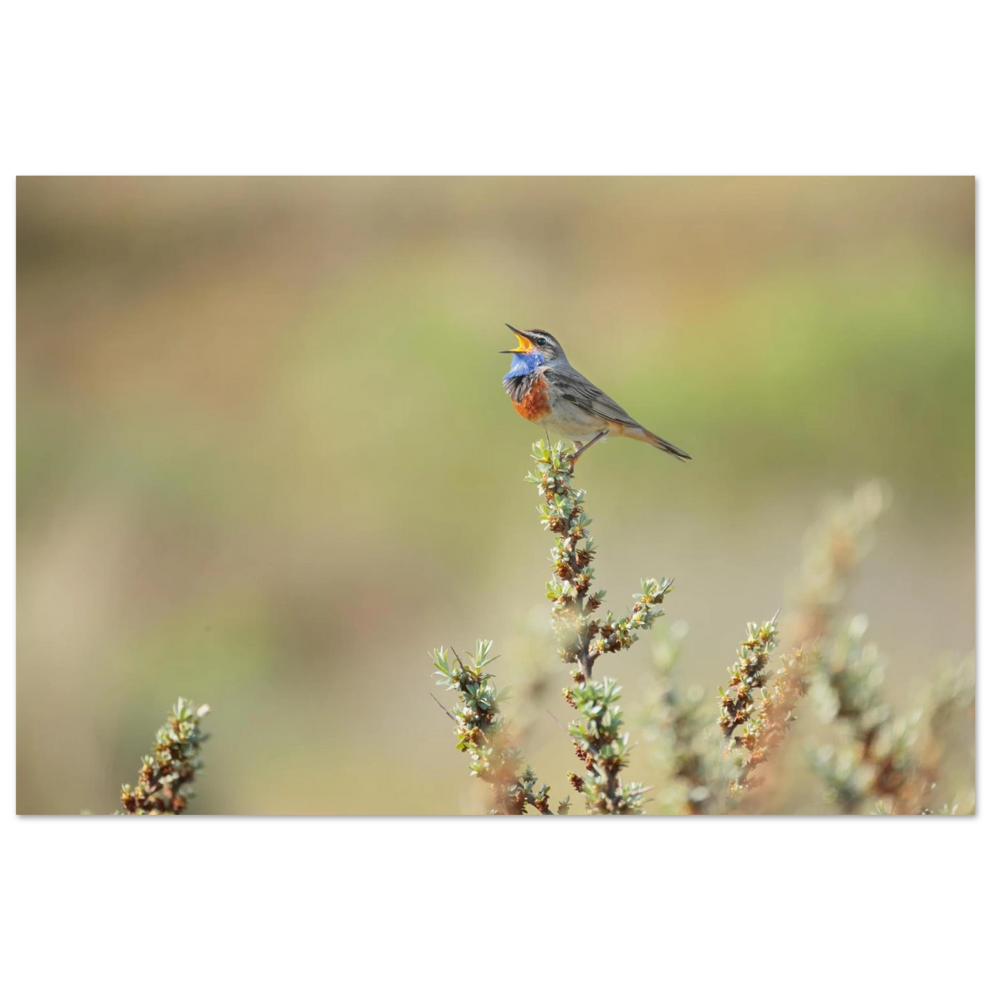 Wandbild der ruf der wildnis ein lebhaftes vogelportraet
