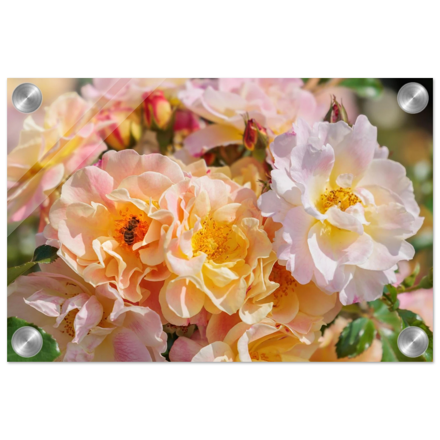Wandbild bluehende gartenrosen eine honigbienen ode in pastell perfektion in vielen groessen verfuegbar