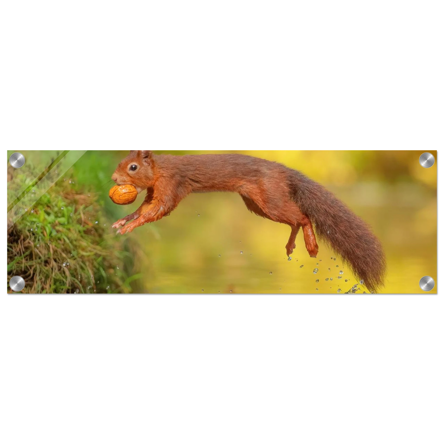 Wandbild eichhoernchen mit nuss dynamische tierkunst in leuchtenden herbstfarben