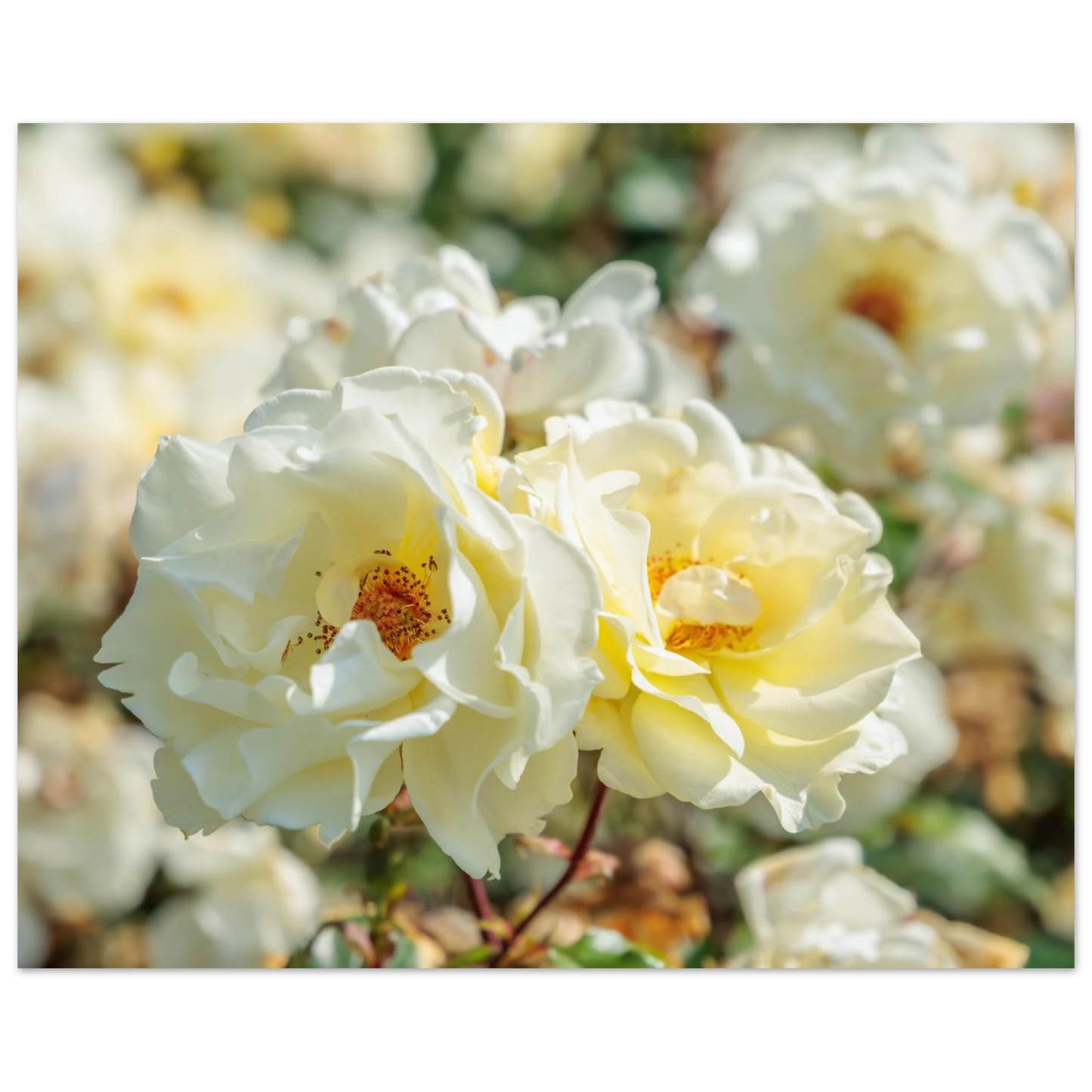 Wandbild creme weisse rosen zeitlose blumen eleganz fuer ihre wand in vielen groessen verfuegbar