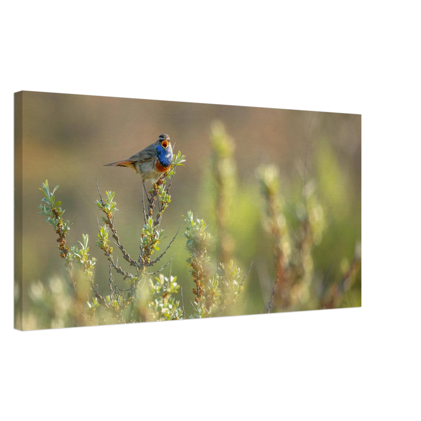 Wandbild blaukehlchen ein meisterwerk der natur auf leinwand in verschiedenen groessen erhaeltlich