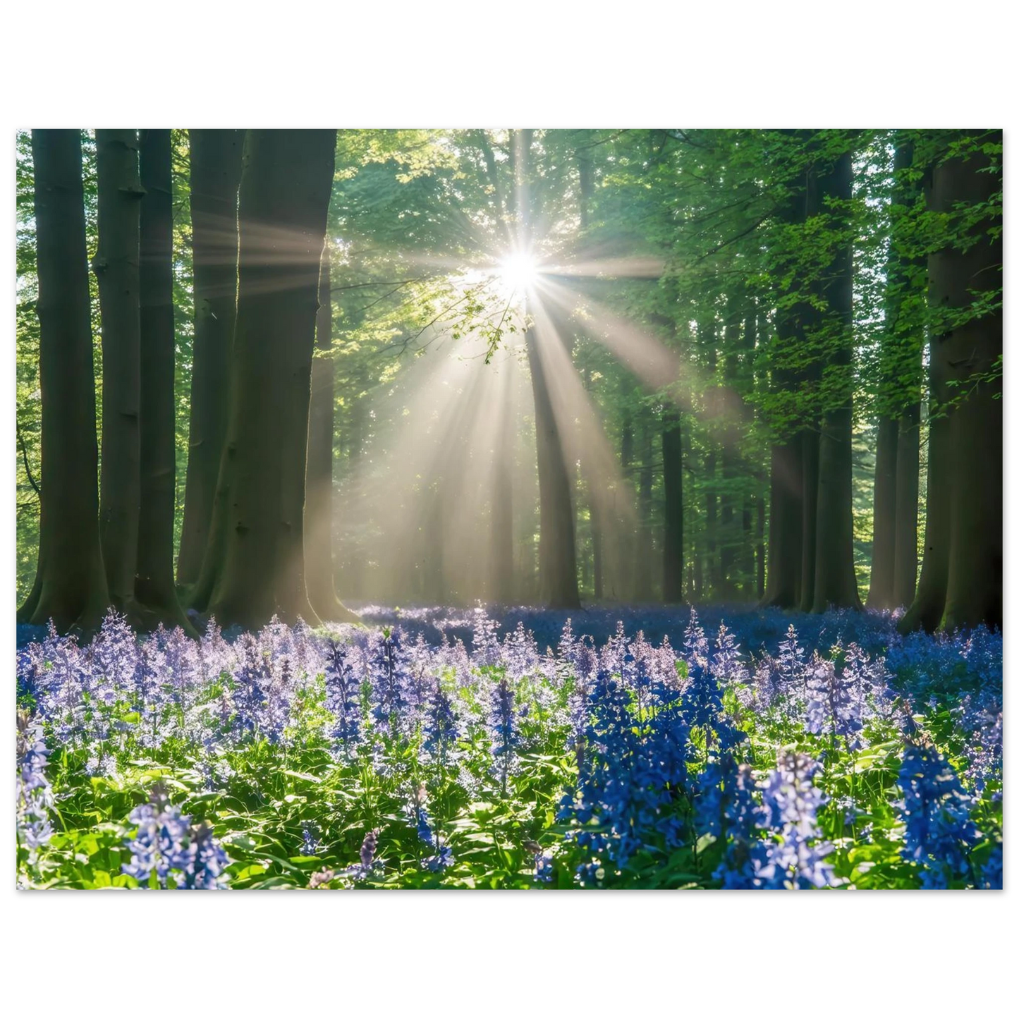 Wandbild bezaubernder wald mit sonnenstrahlen und lila bluetenmeer dein stueck natur