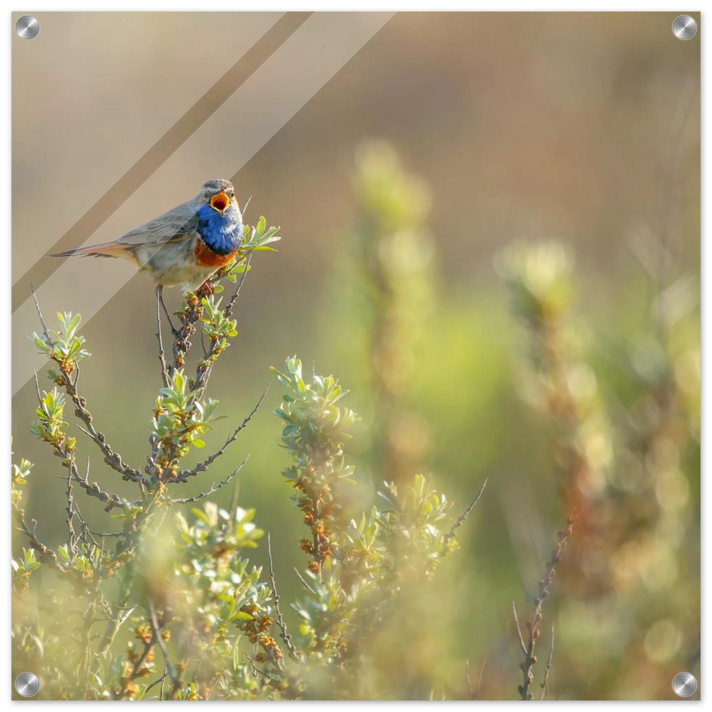 Wandbild blaukehlchen ein meisterwerk der natur auf leinwand in verschiedenen groessen erhaeltlich
