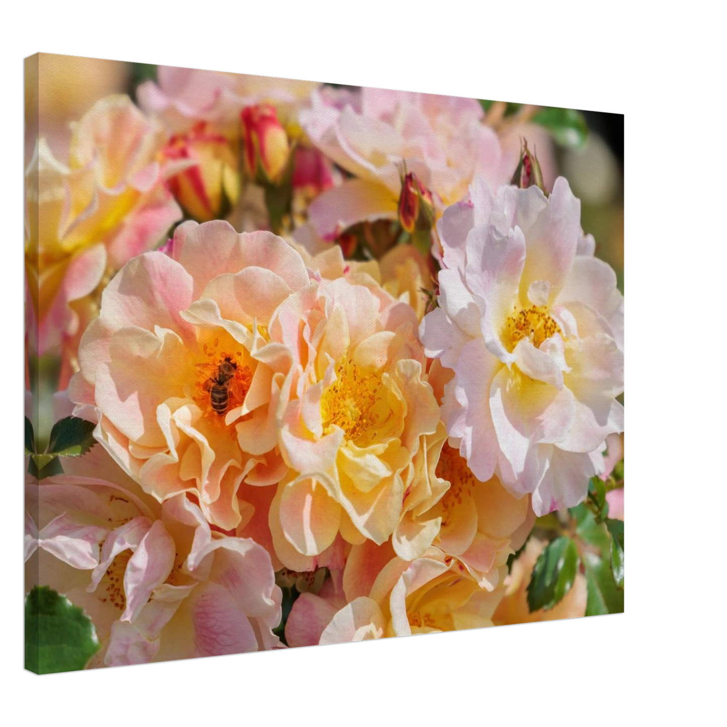 Wandbild bluehende gartenrosen eine honigbienen ode in pastell perfektion in vielen groessen verfuegbar