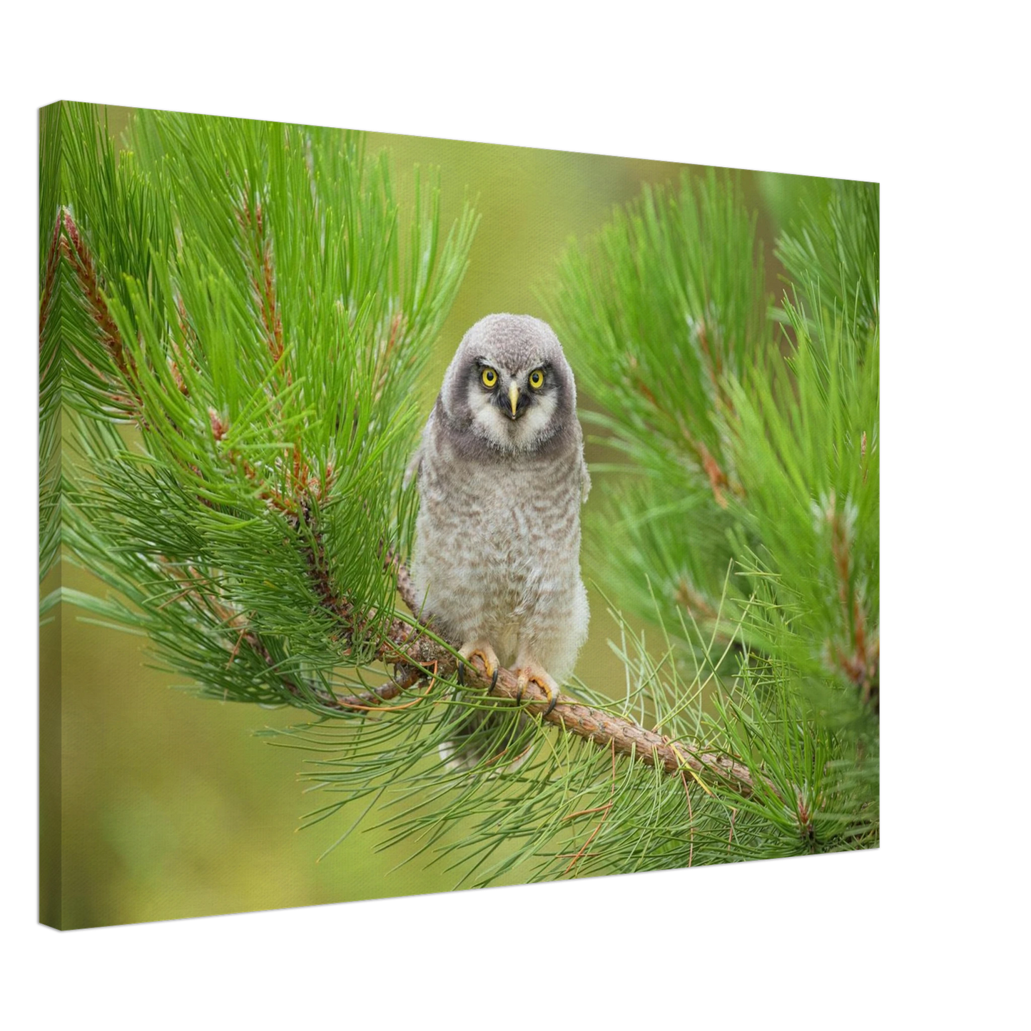 Wandbild bezaubernde eule auf kiefernzweig ruhiges naturmotiv fuer ihr zuhause