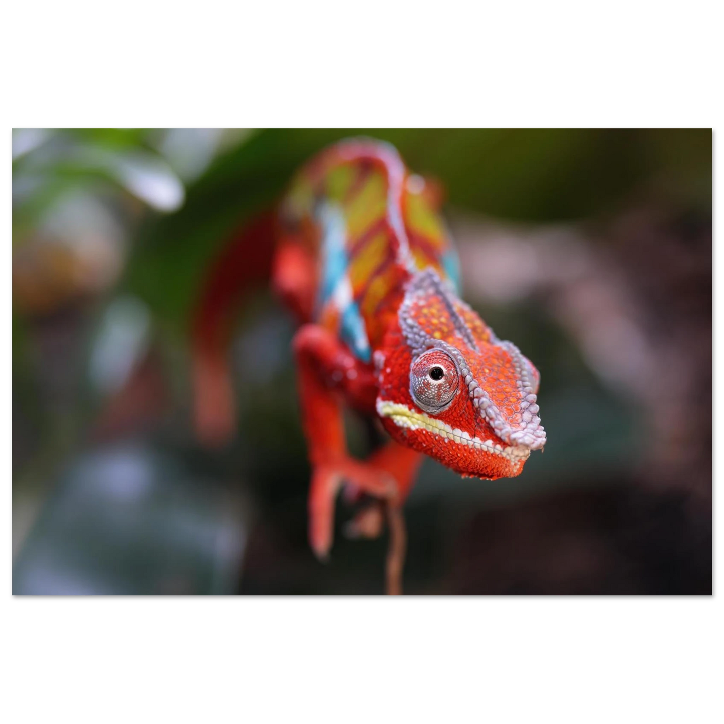 Wandbild faszinierendes chamaeleon portraet lebendige tierkunst fuer ihr zuhause in ihrer wunschgroesse