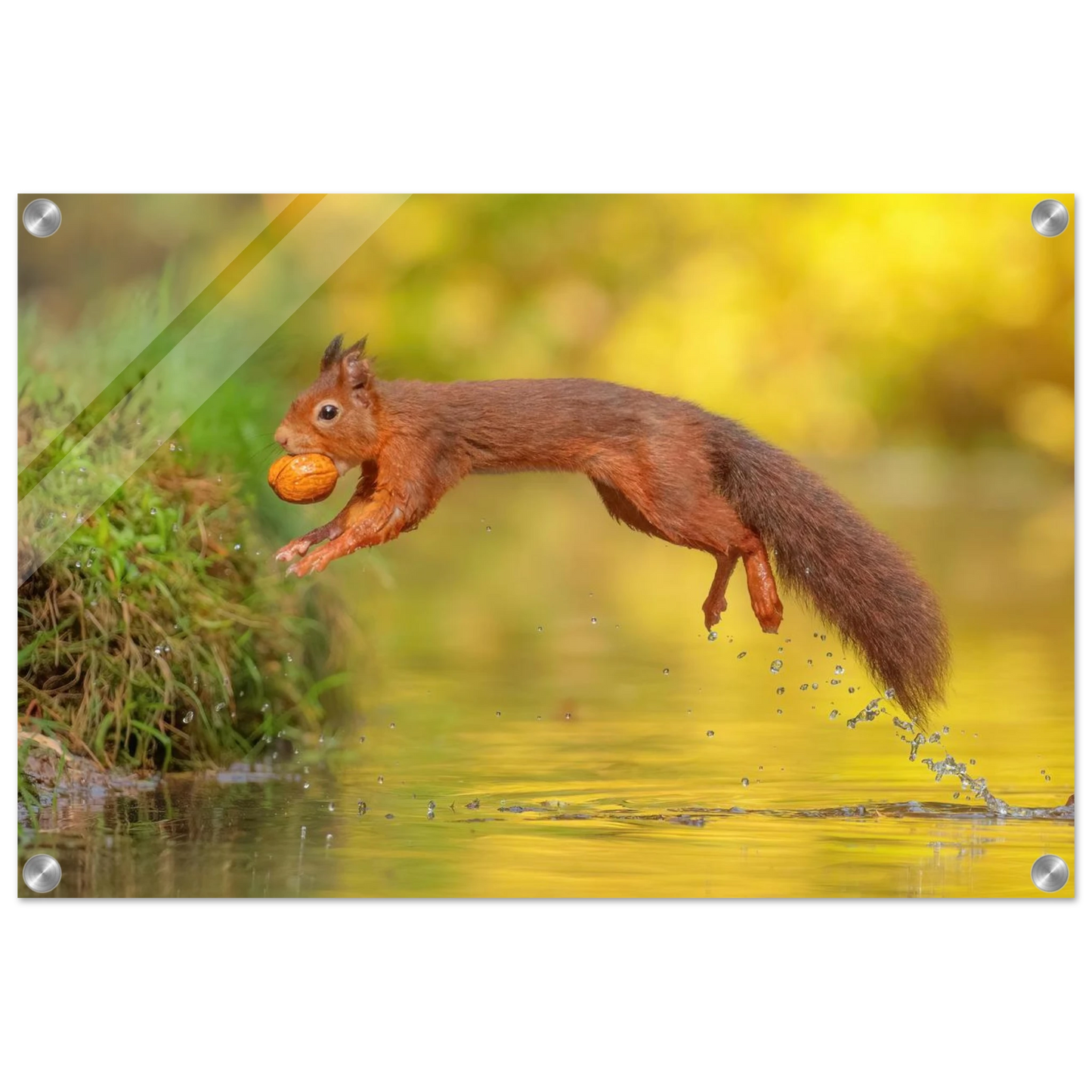 Wandbild eichhoernchen mit nuss dynamische tierkunst in leuchtenden herbstfarben