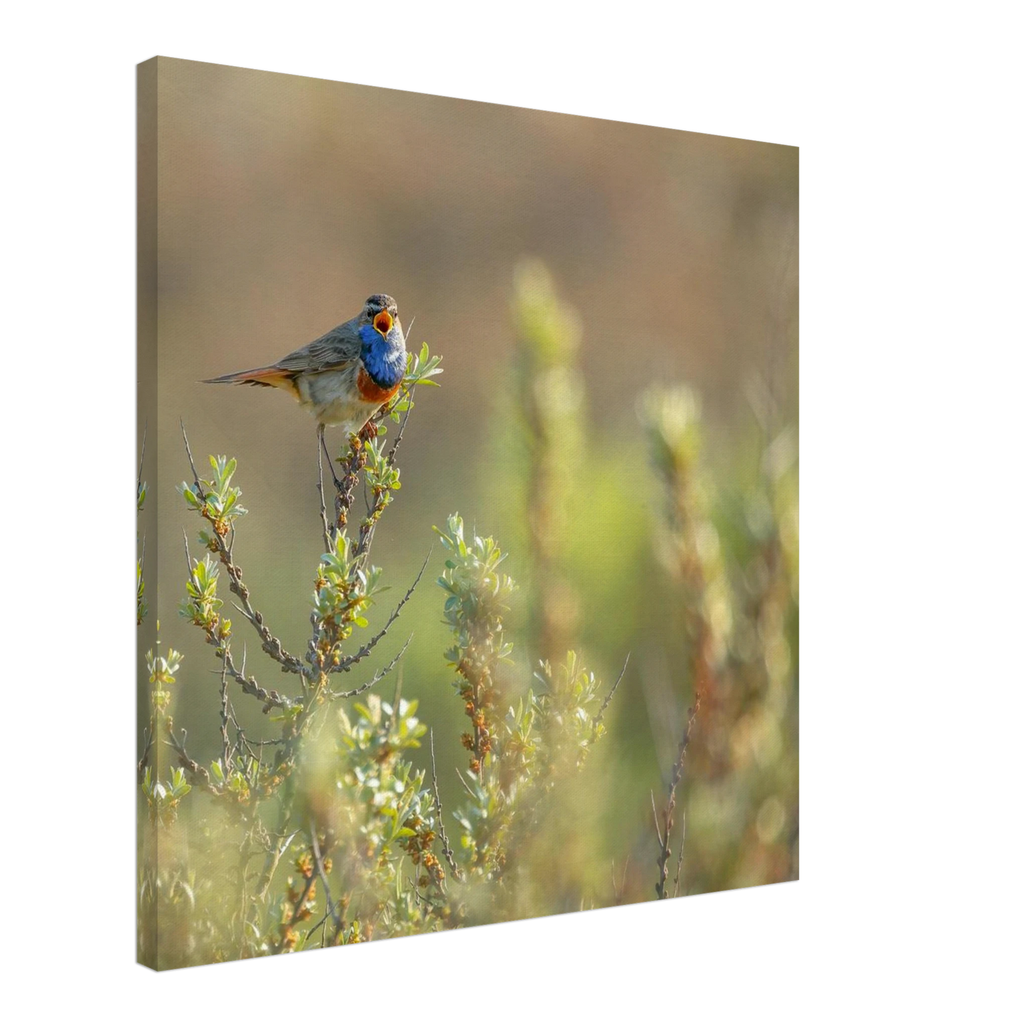 Wandbild blaukehlchen ein meisterwerk der natur auf leinwand in verschiedenen groessen erhaeltlich