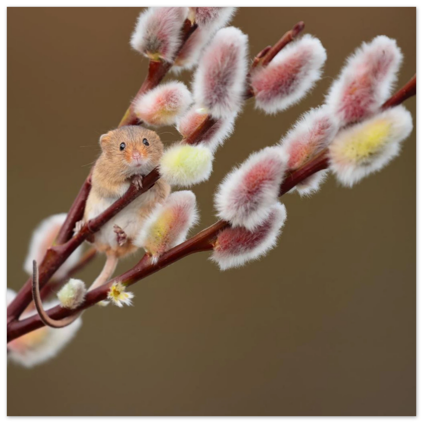 Wandbild niedliche erntemaus an flauschigen weidenkaetzchen ein zauberhafter naturmoment fuer ihre waende