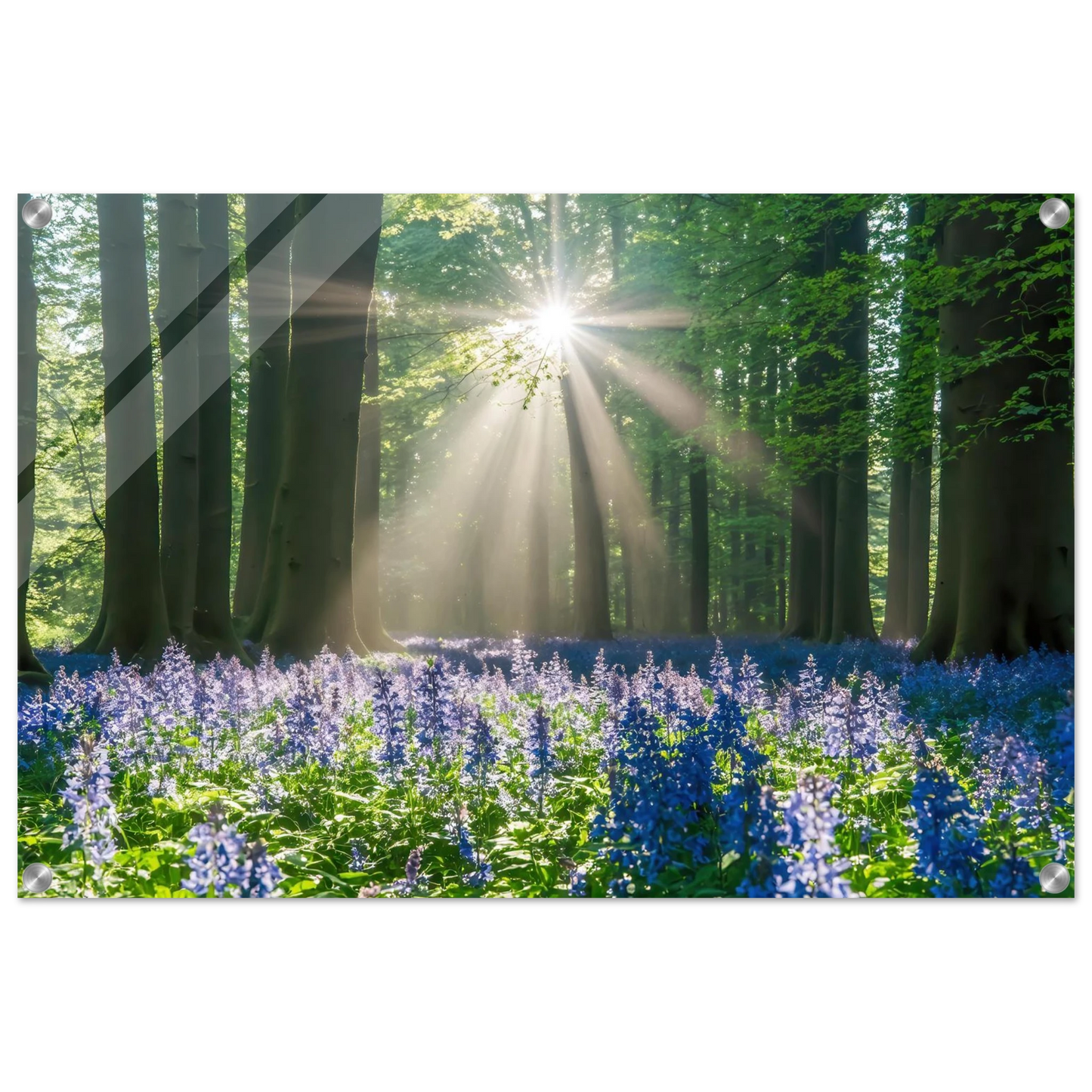 Wandbild bezaubernder wald mit sonnenstrahlen und lila bluetenmeer dein stueck natur