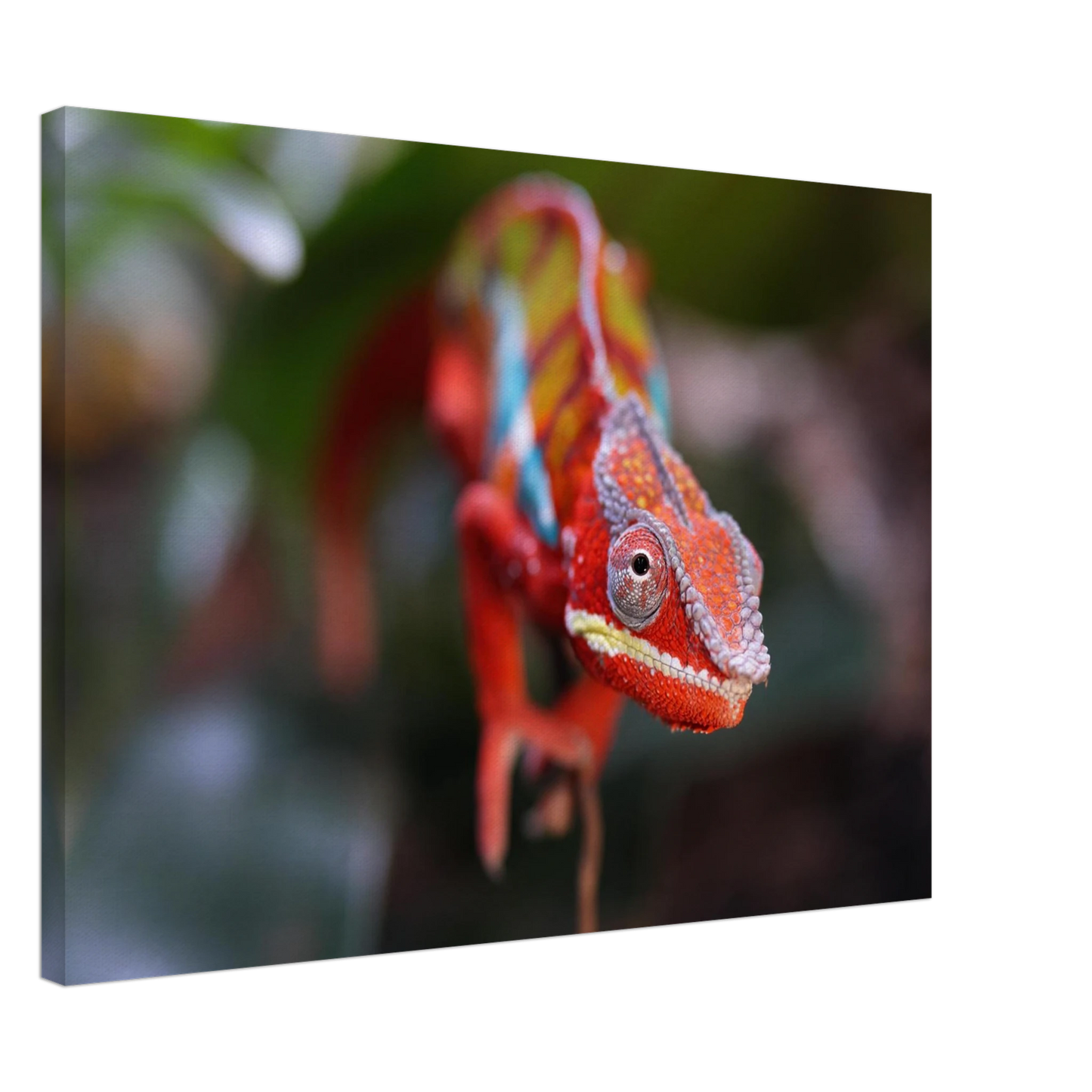 Wandbild faszinierendes chamaeleon portraet lebendige tierkunst fuer ihr zuhause in ihrer wunschgroesse
