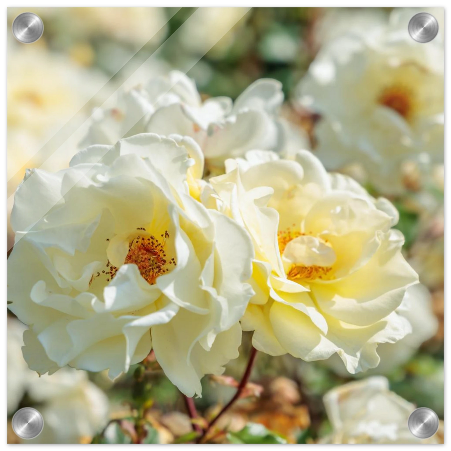 Wandbild creme weisse rosen zeitlose blumen eleganz fuer ihre wand in vielen groessen verfuegbar