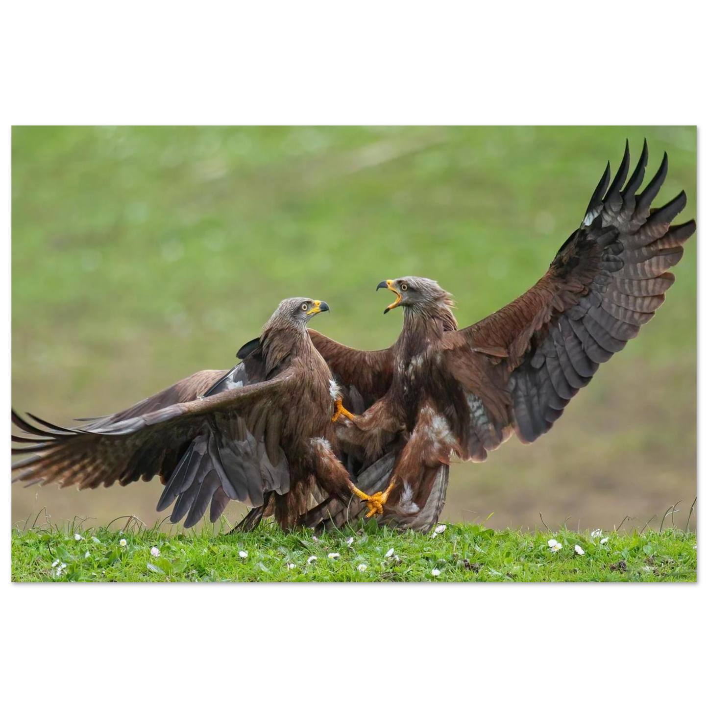 Wandbild kampf der milane dynamisches tierportraet in kraeftigen brauntoenen erhaeltlich in ihrer wunschgroesse