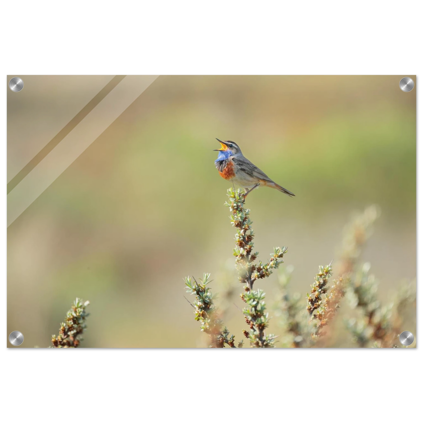 Wandbild der ruf der wildnis ein lebhaftes vogelportraet
