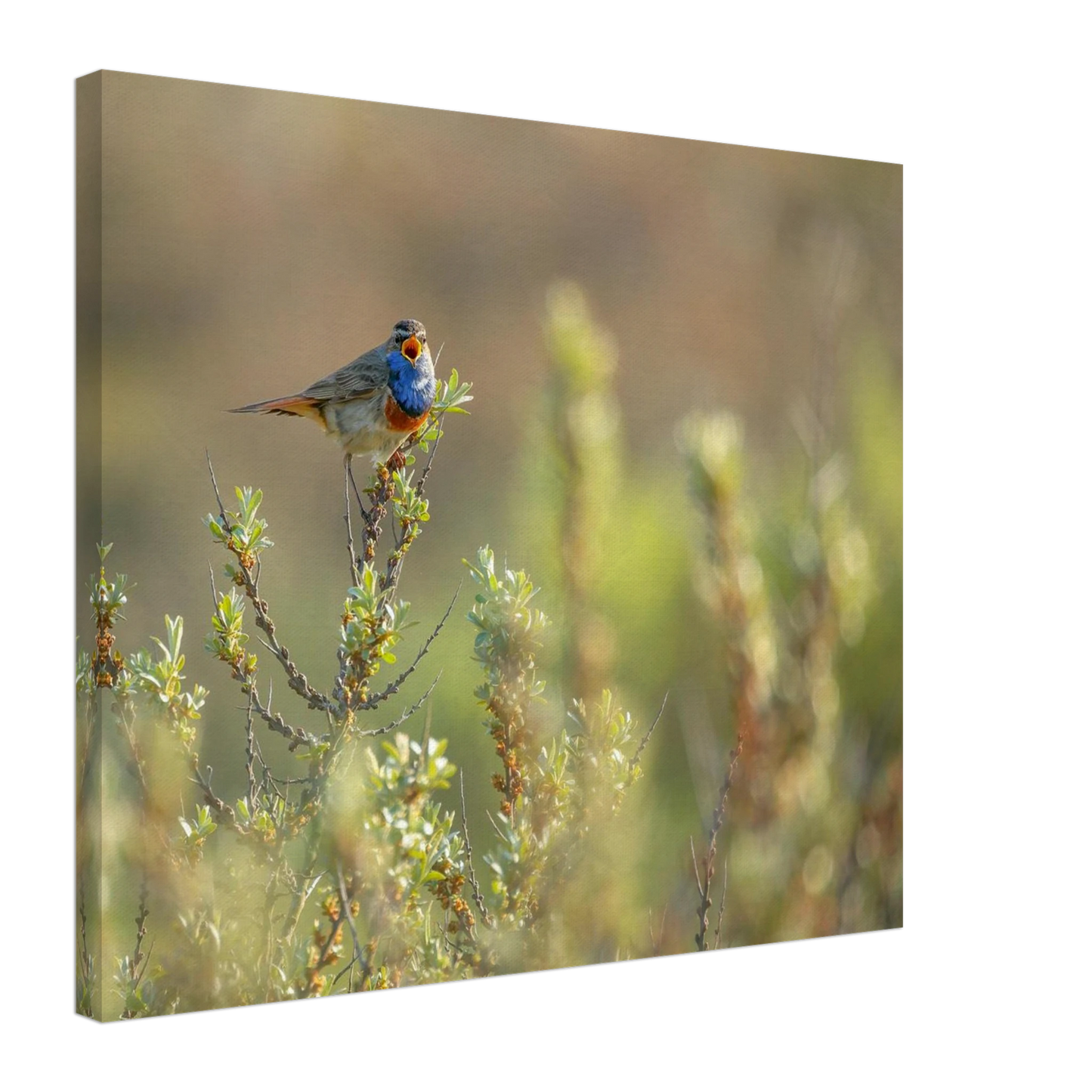 Wandbild blaukehlchen ein meisterwerk der natur auf leinwand in verschiedenen groessen erhaeltlich