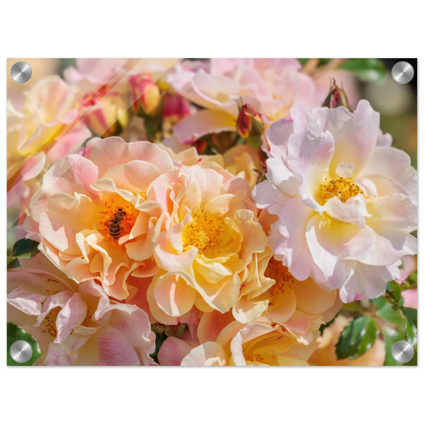 Wandbild bluehende gartenrosen eine honigbienen ode in pastell perfektion in vielen groessen verfuegbar