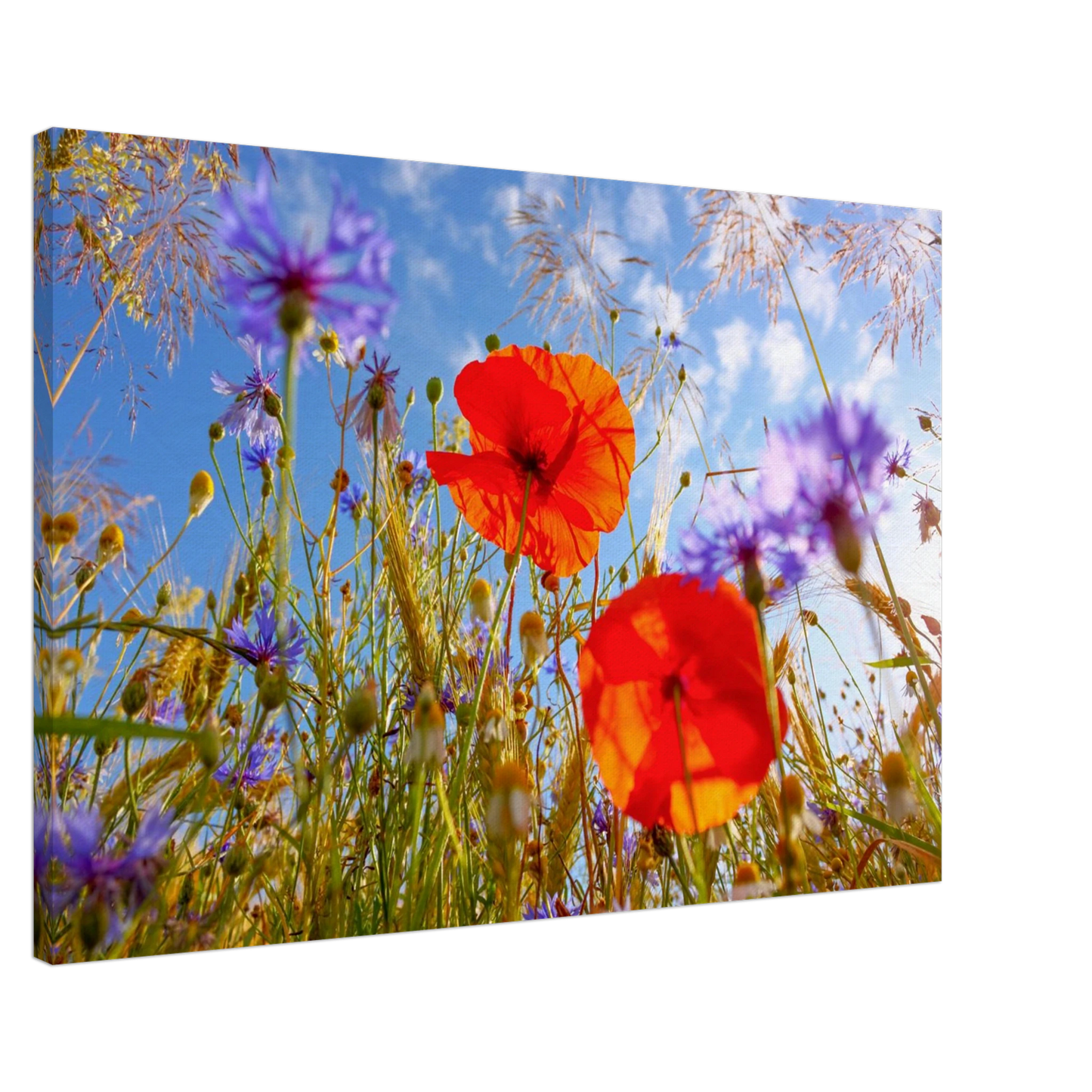 Wandbild lebendige wildblumenwiese mohnblumen kornblumen unter blauem himmel