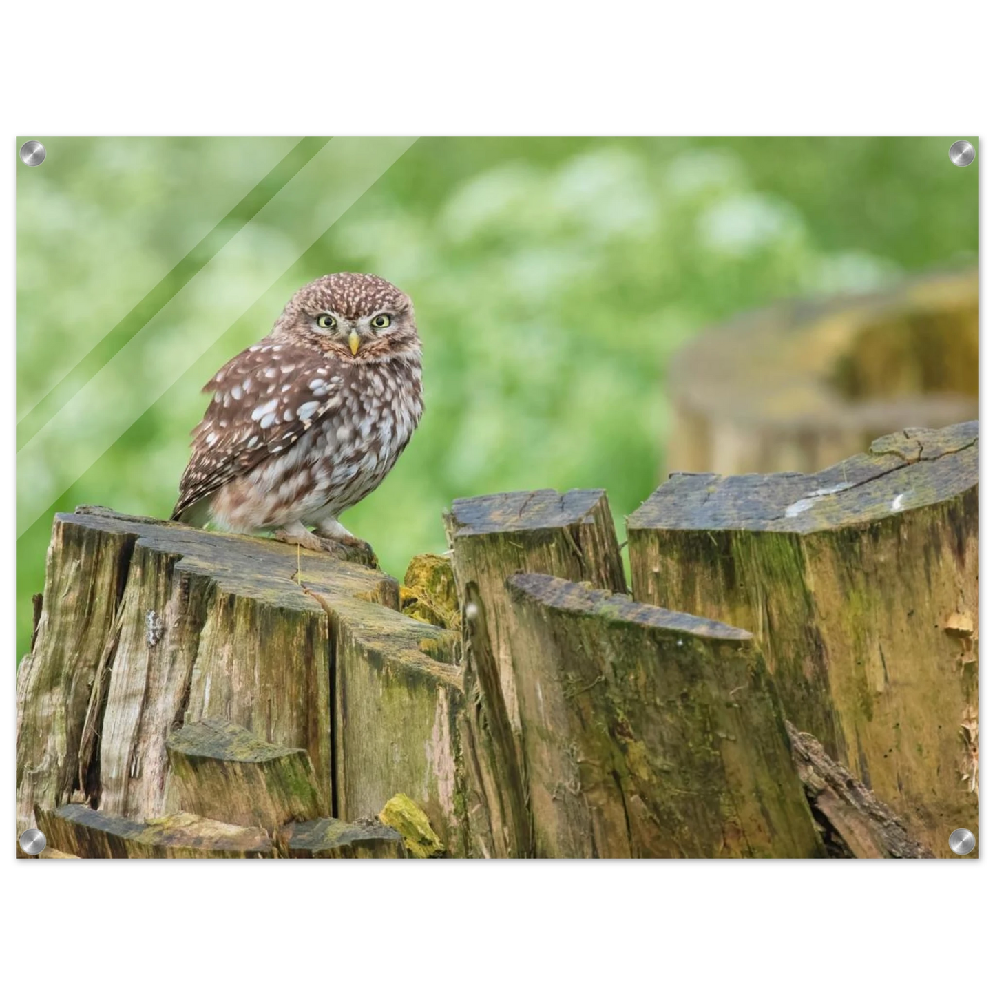 Wandbild mystische kleine eule faszinierendes kunstwerk fuer natur und tierliebhaber in vielen groessen