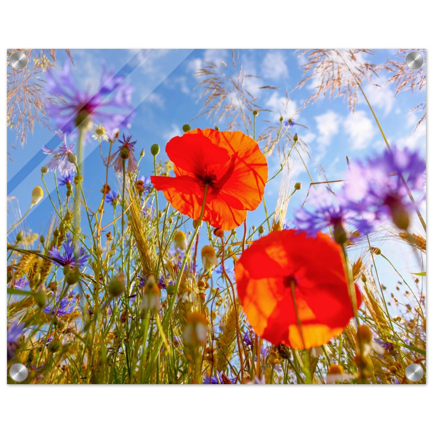Wandbild lebendige wildblumenwiese mohnblumen kornblumen unter blauem himmel