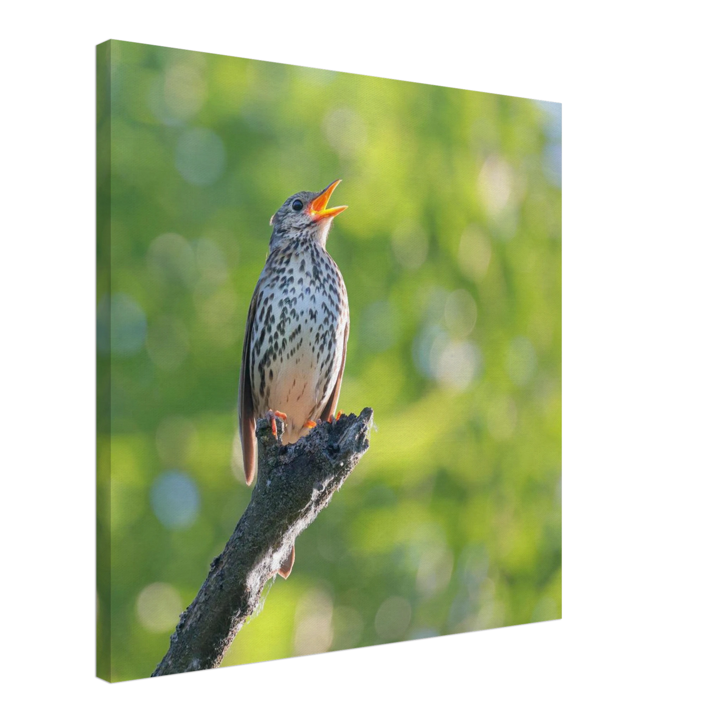 Wandbild bezaubernder singvogel in gruen ein naturportraet fuer ihr zuhause in vielen groessen
