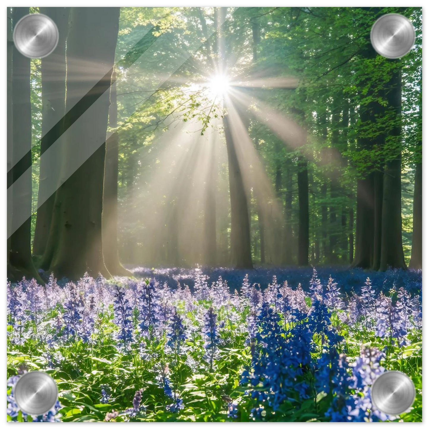 Wandbild bezaubernder wald mit sonnenstrahlen und lila bluetenmeer dein stueck natur