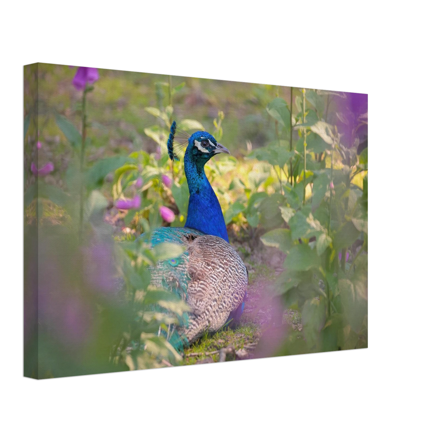 Wandbild majestaetischer pfau lebendige farbenpracht fuer ihre wand in vielen groessen erhaeltlich