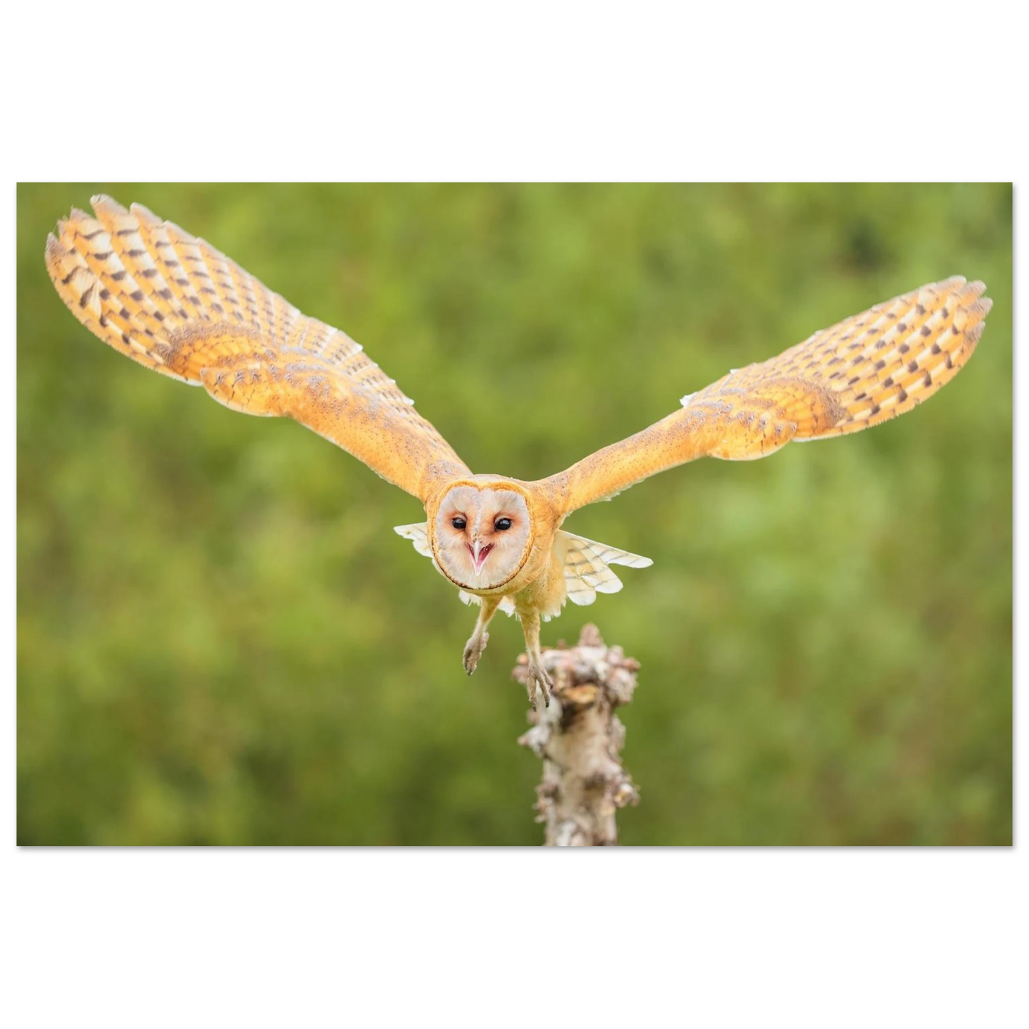 Wandbild majestaetische schleiereule im anflug ihr kunstwerk in wunschgroesse