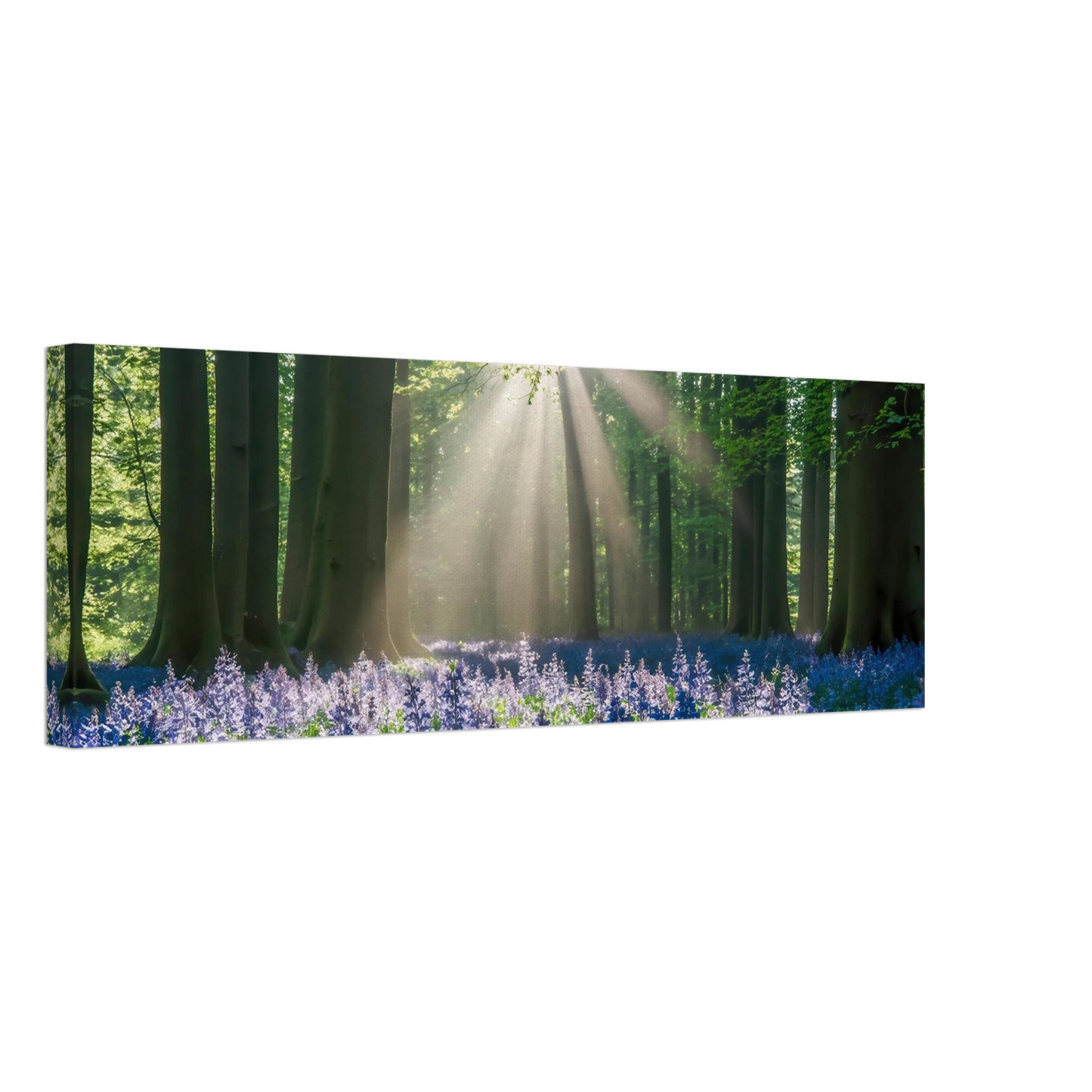Wandbild bezaubernder wald mit sonnenstrahlen und lila bluetenmeer dein stueck natur