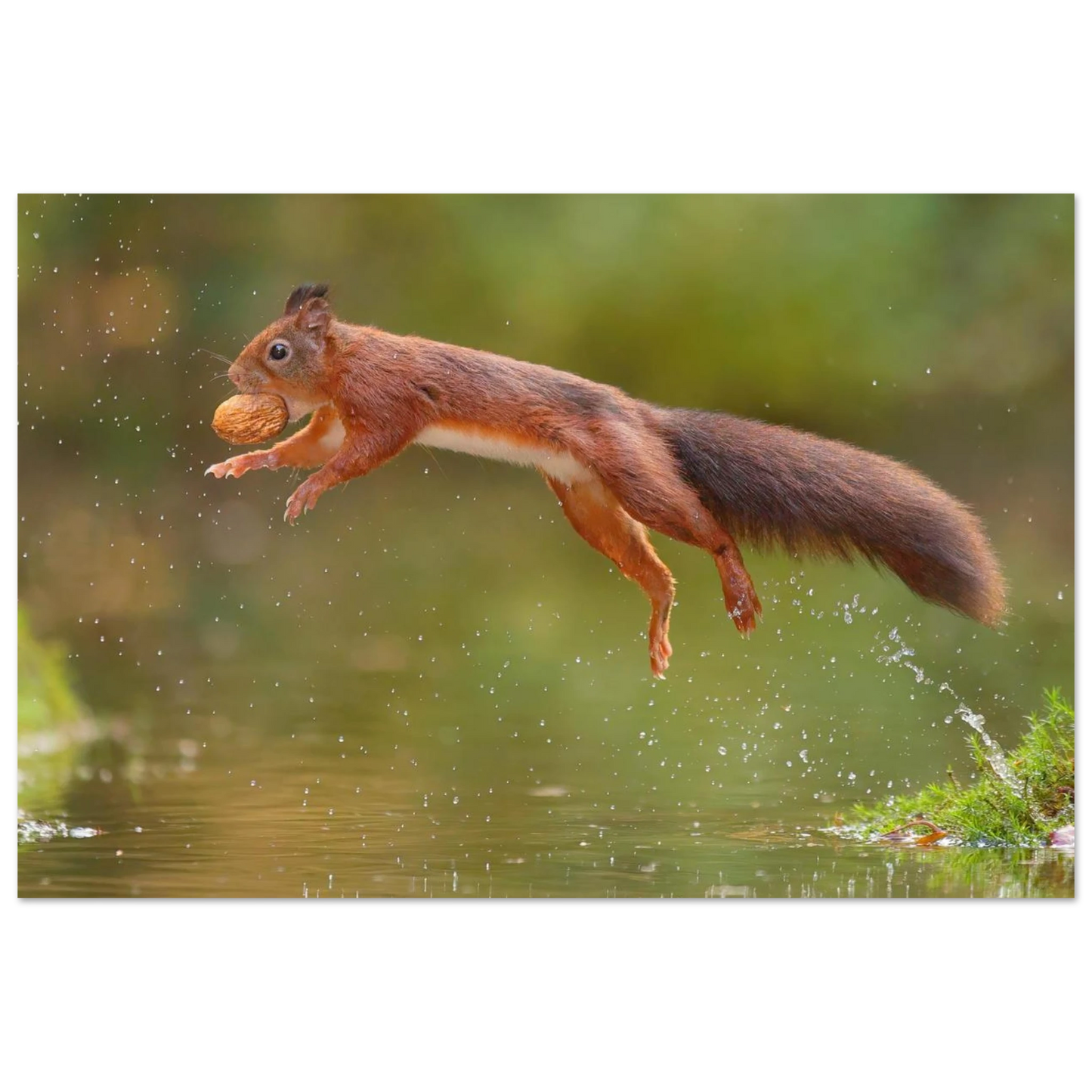 Wandbild eichhoernchen dynamisches wildtier poster fuer ihr zuhause in verschiedenen groessen
