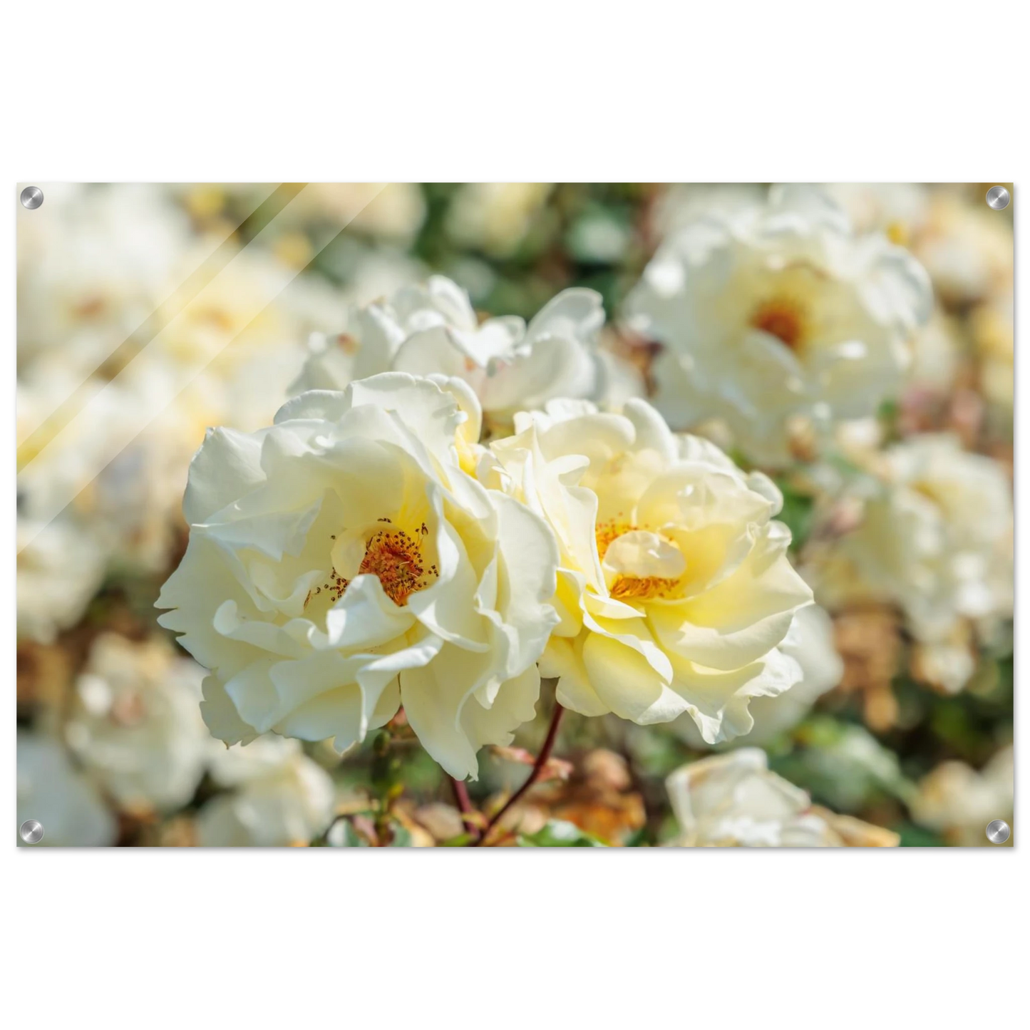 Wandbild creme weisse rosen zeitlose blumen eleganz fuer ihre wand in vielen groessen verfuegbar