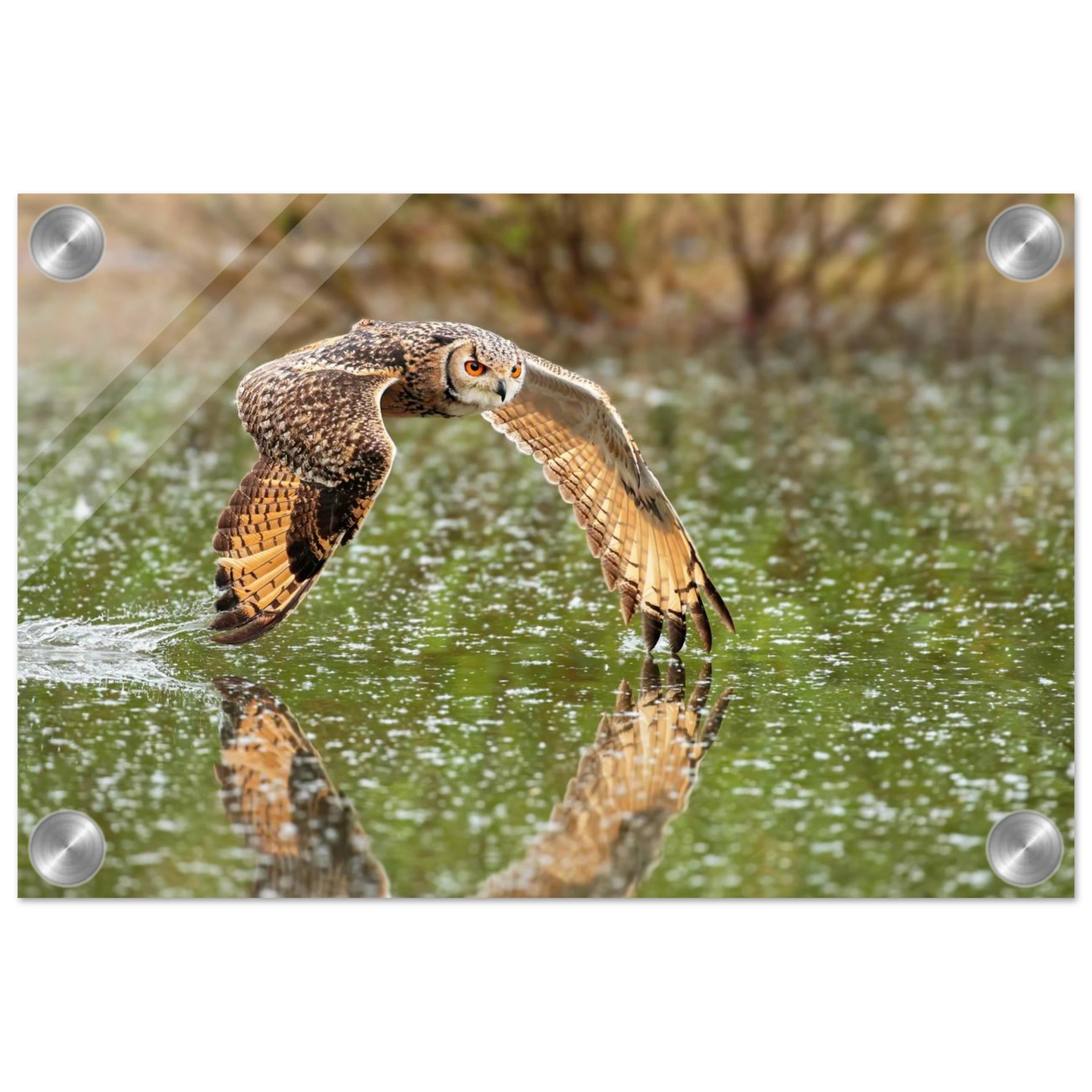 Wandbild majestaetische eule im flug naturfotografie mit lebendigen orangetoenen in ihrer wunschgroesse