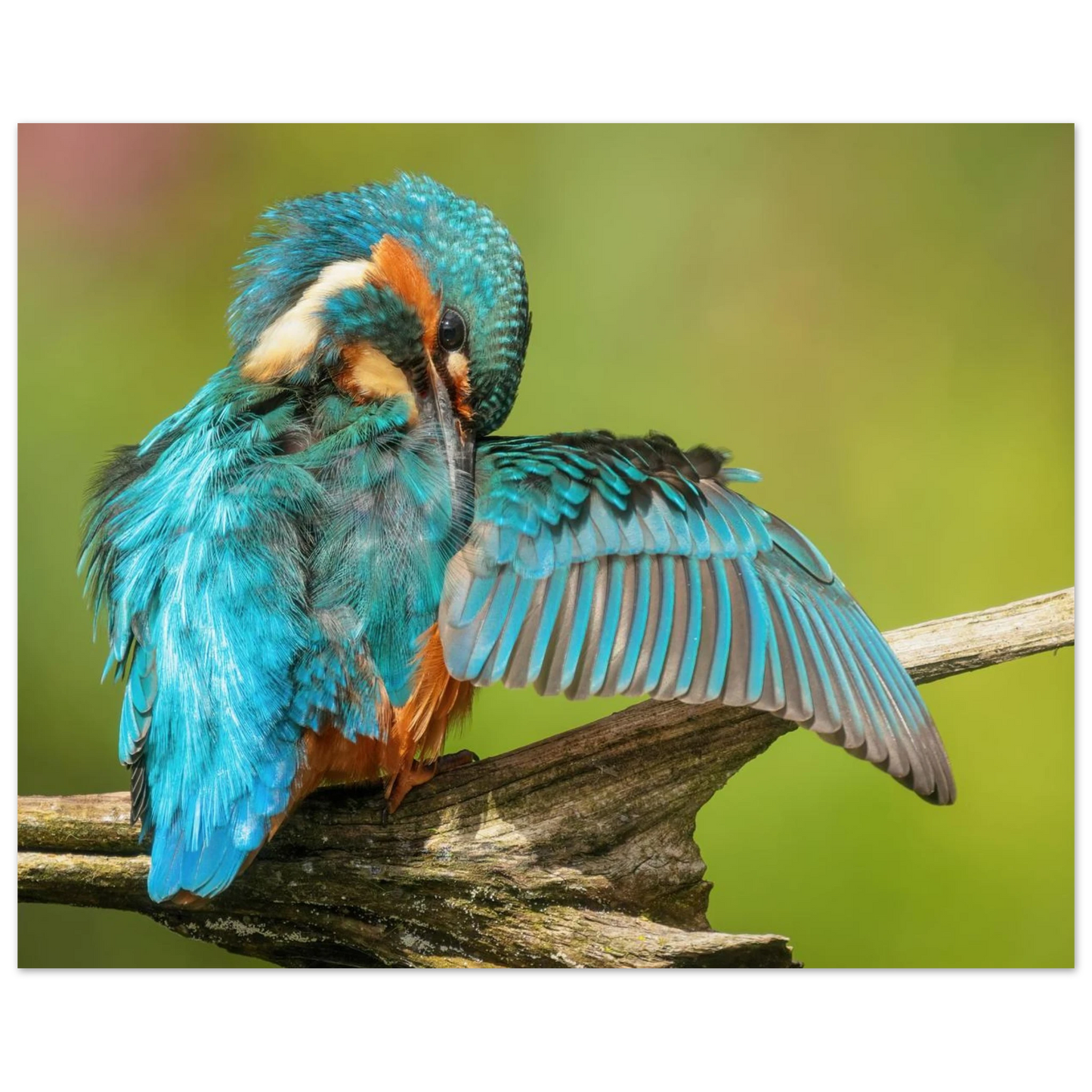 Wandbild eisvogel lebendige farbenpracht der natur auf leinwand