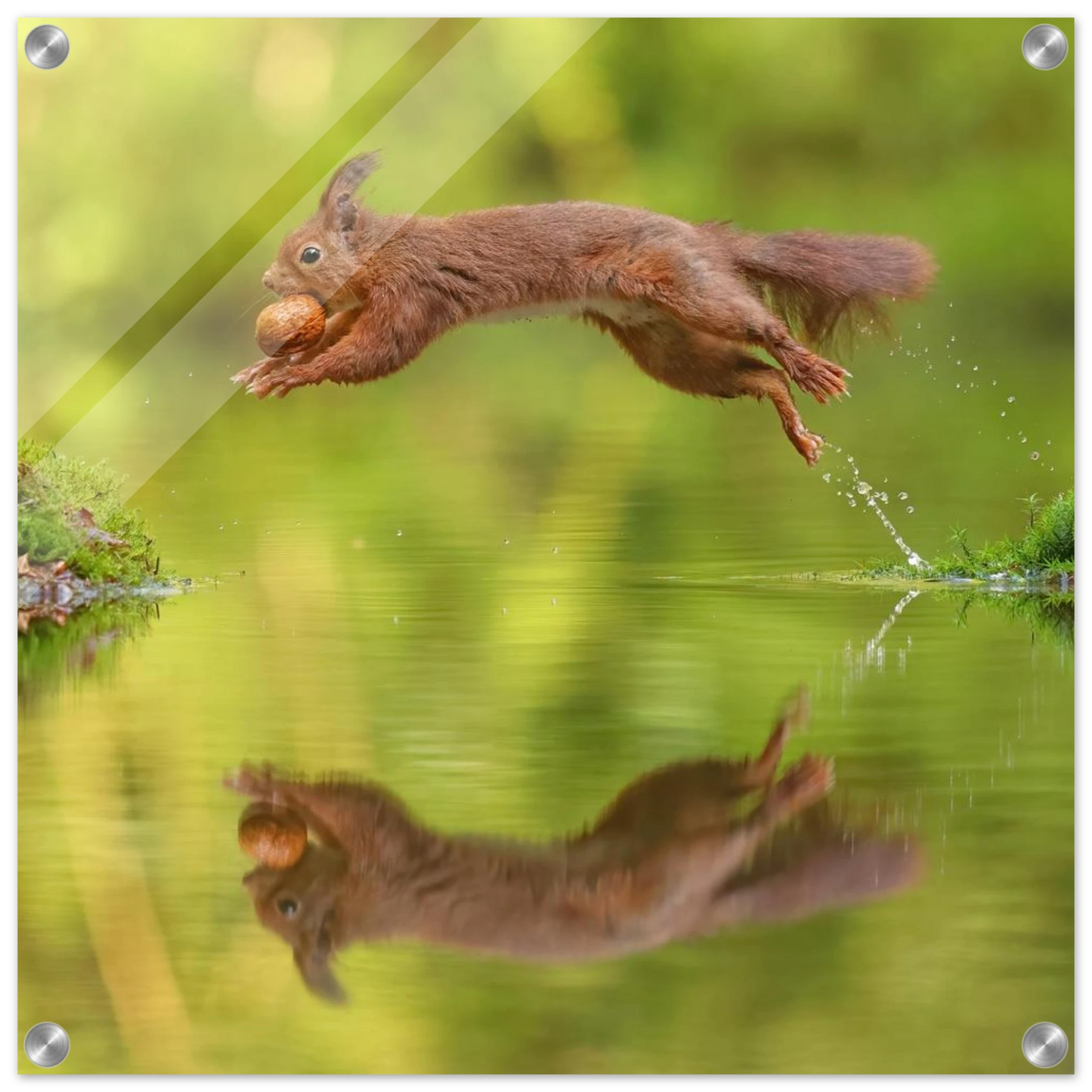 Wandbild eichhoernchen dynamisches wildtier poster mit lebendigen gruentoenen erhaeltlich in verschiedenen groessen