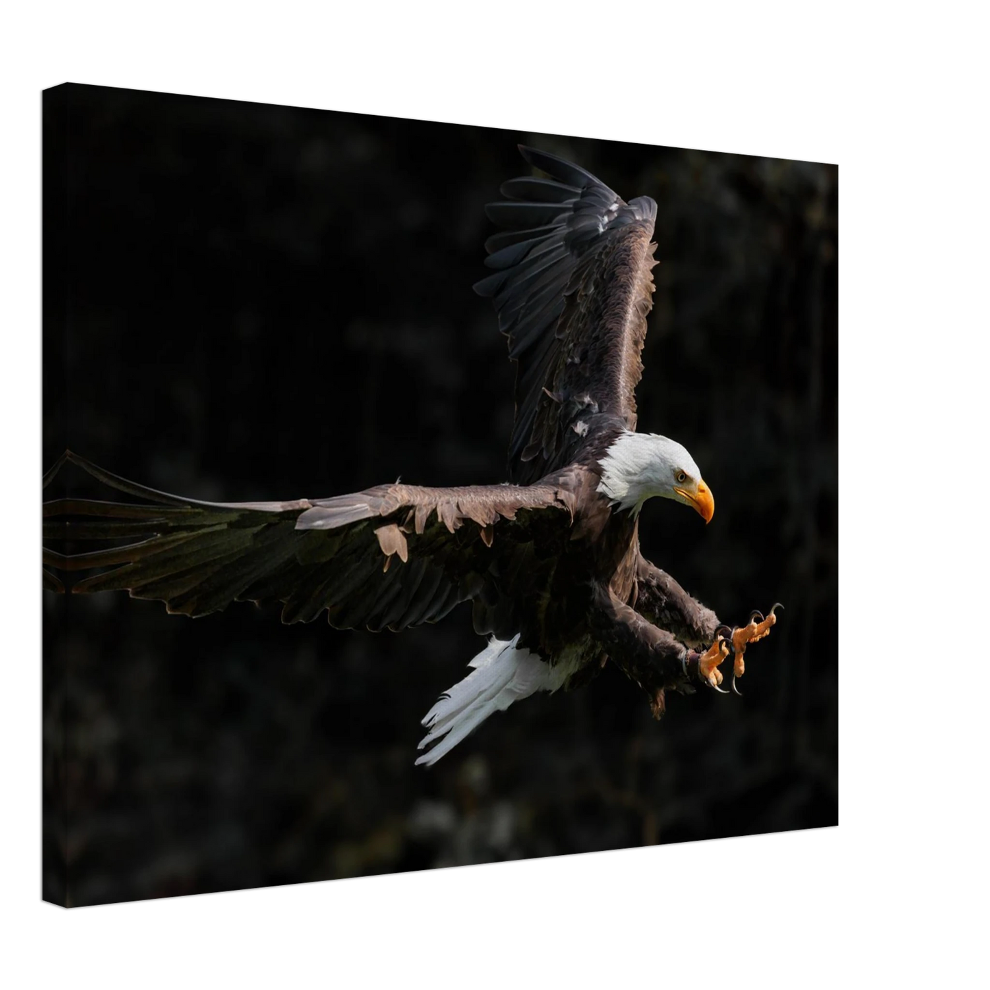 Wandbild majestaetischer weisskopfseeadler im flug freiheit staerke in ihrer wunschgroesse