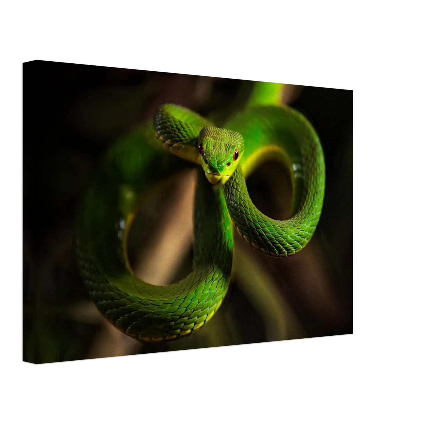 Wandbild der gruene baumviper ein hypnotischer blick in verschiedenen groessen