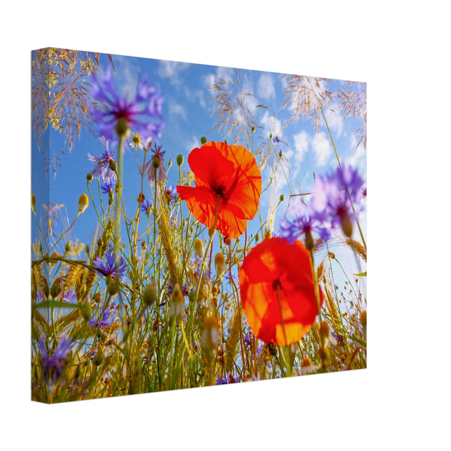 Wandbild lebendige wildblumenwiese mohnblumen kornblumen unter blauem himmel