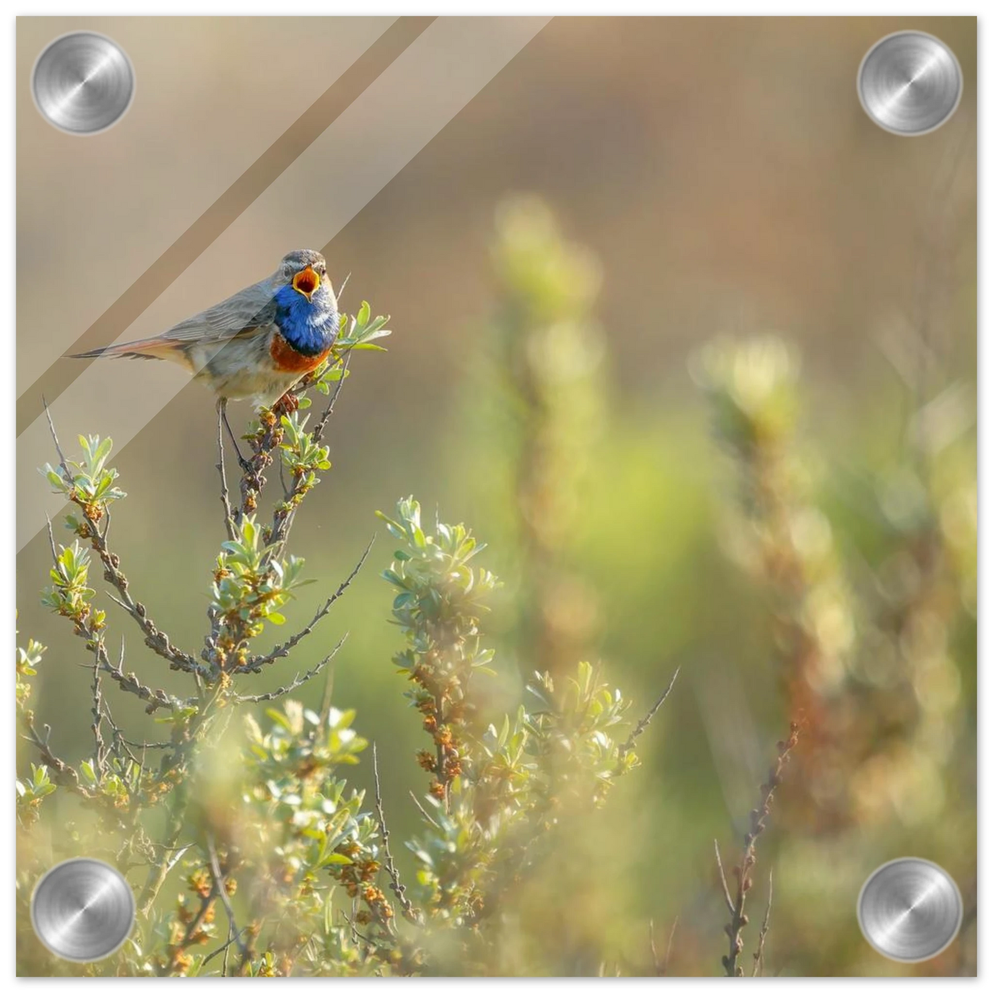 Wandbild blaukehlchen ein meisterwerk der natur auf leinwand in verschiedenen groessen erhaeltlich
