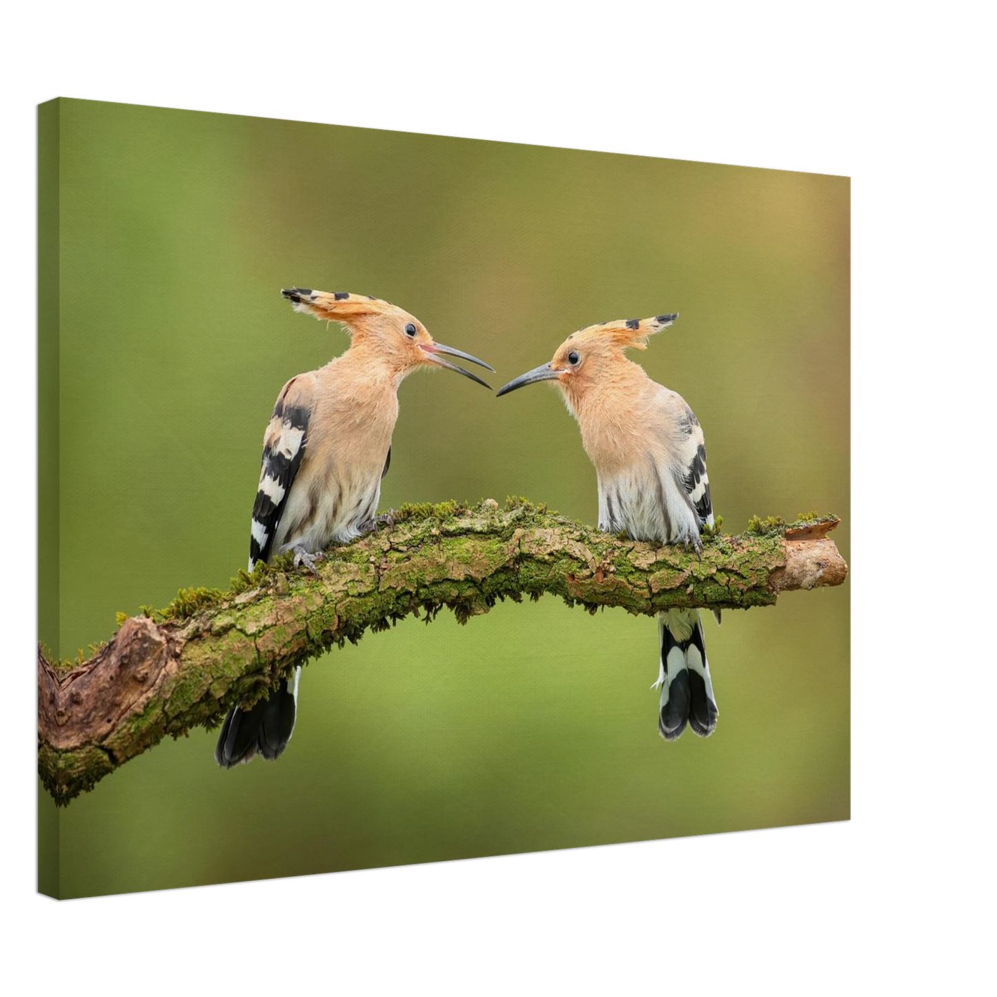 Wandbild bezaubernde wiedehopfe ein duo auf moosast in ihrer wunschgroesse