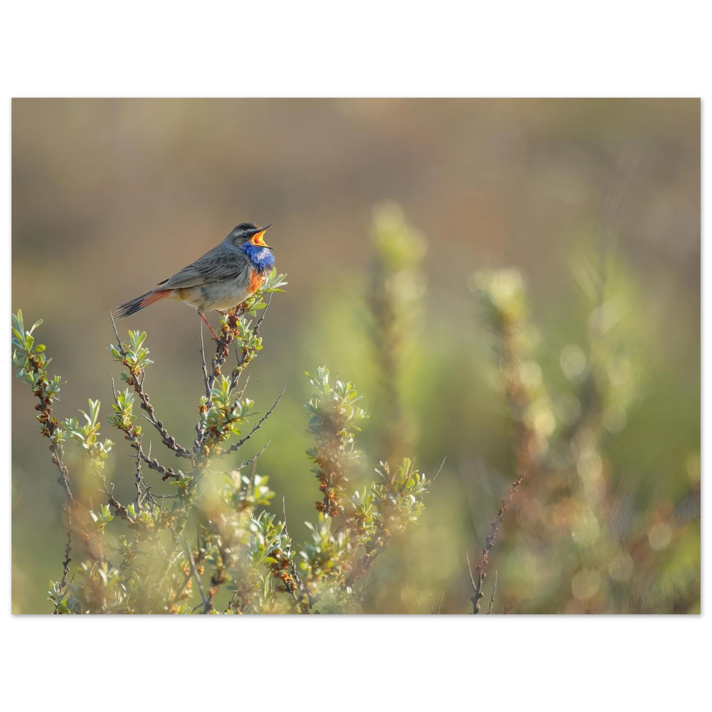 Wandbild singendes blaukehlchen lebendige naturfotografie als wandbild in verschiedenen groessen