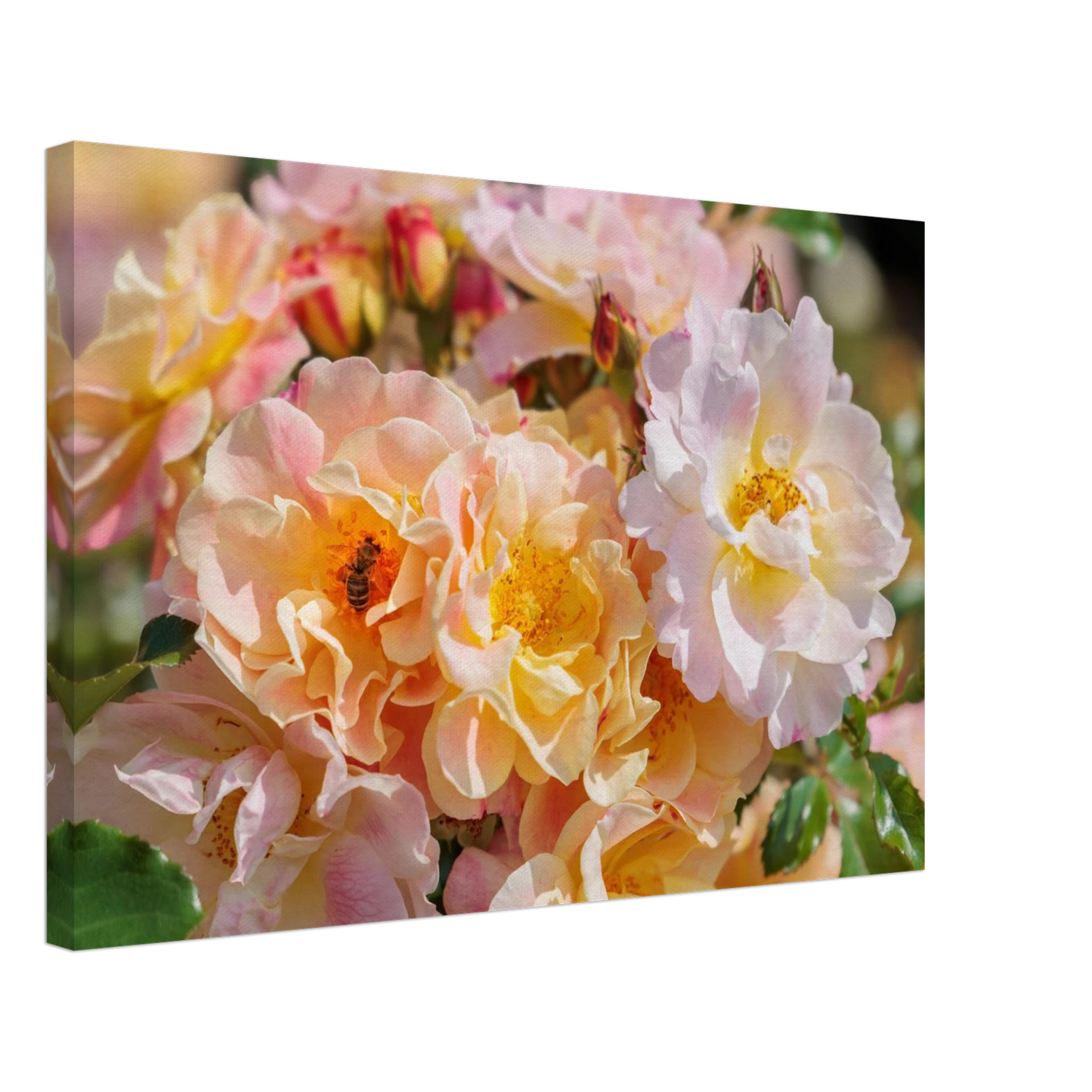 Wandbild bluehende gartenrosen eine honigbienen ode in pastell perfektion in vielen groessen verfuegbar
