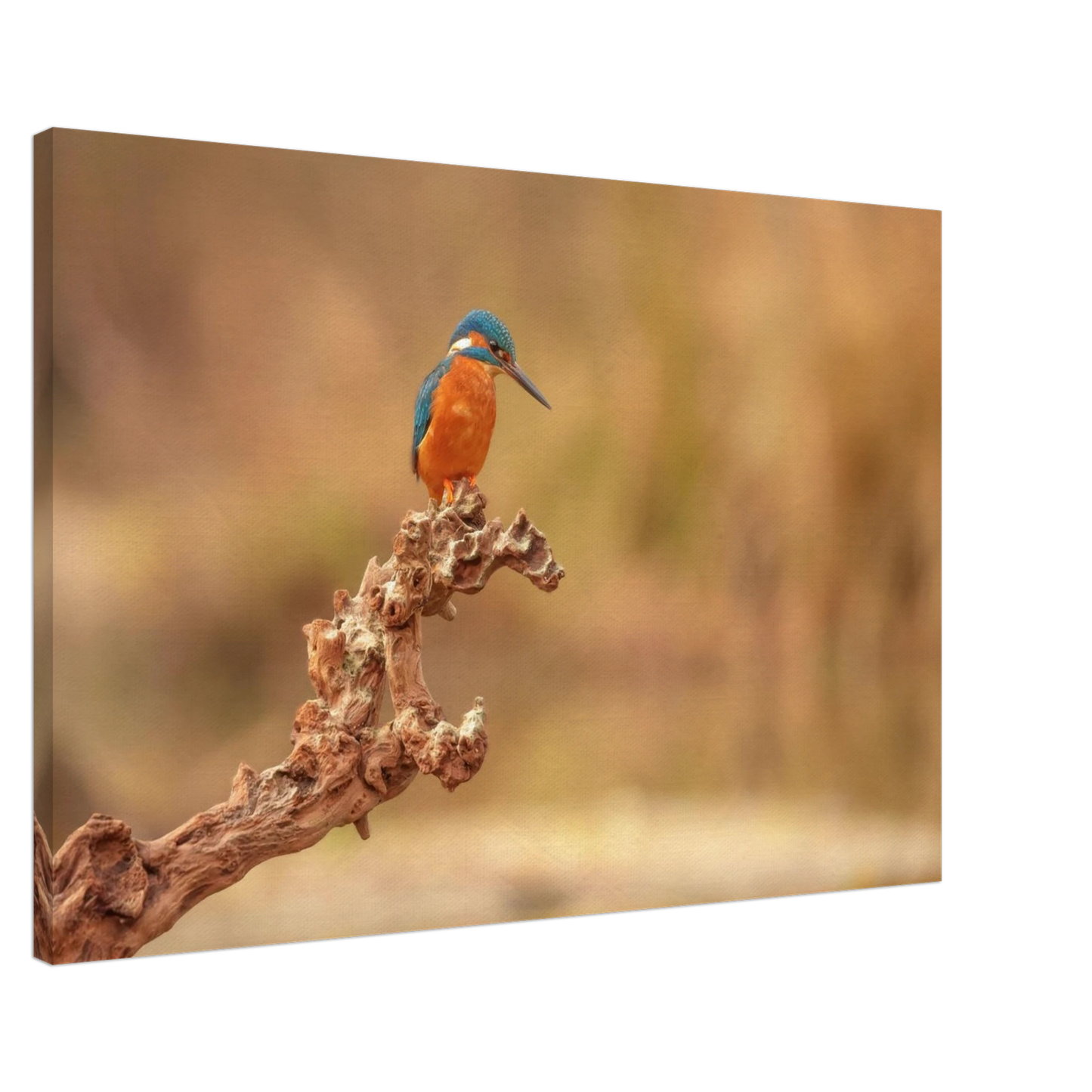 Wandbild eisvogel lebendige naturkunst fuer ihr zuhause in vielen groessen