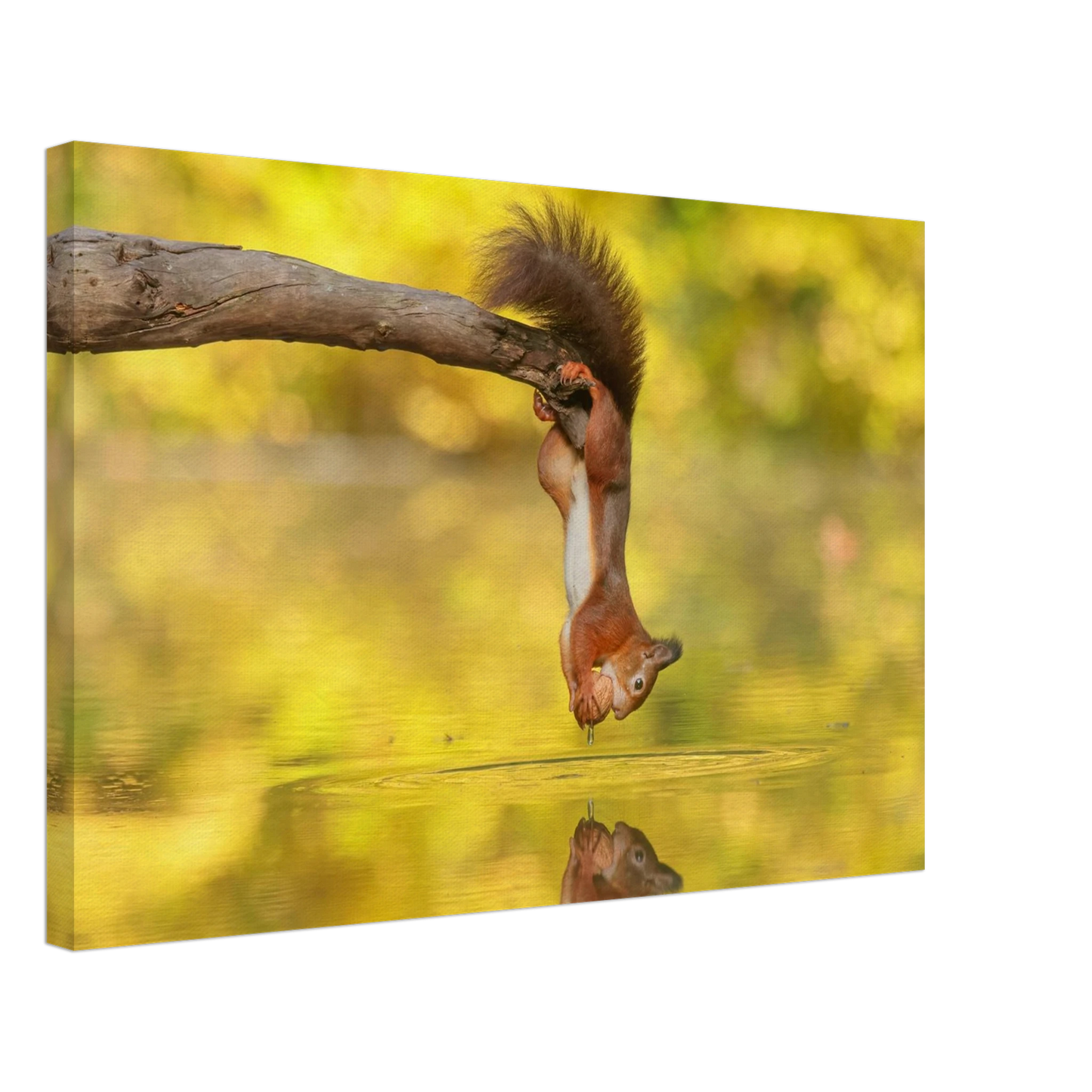 Wandbild akrobatik eichhoernchen lebendiges wildtier kunstwerk fuer ihr zuhause