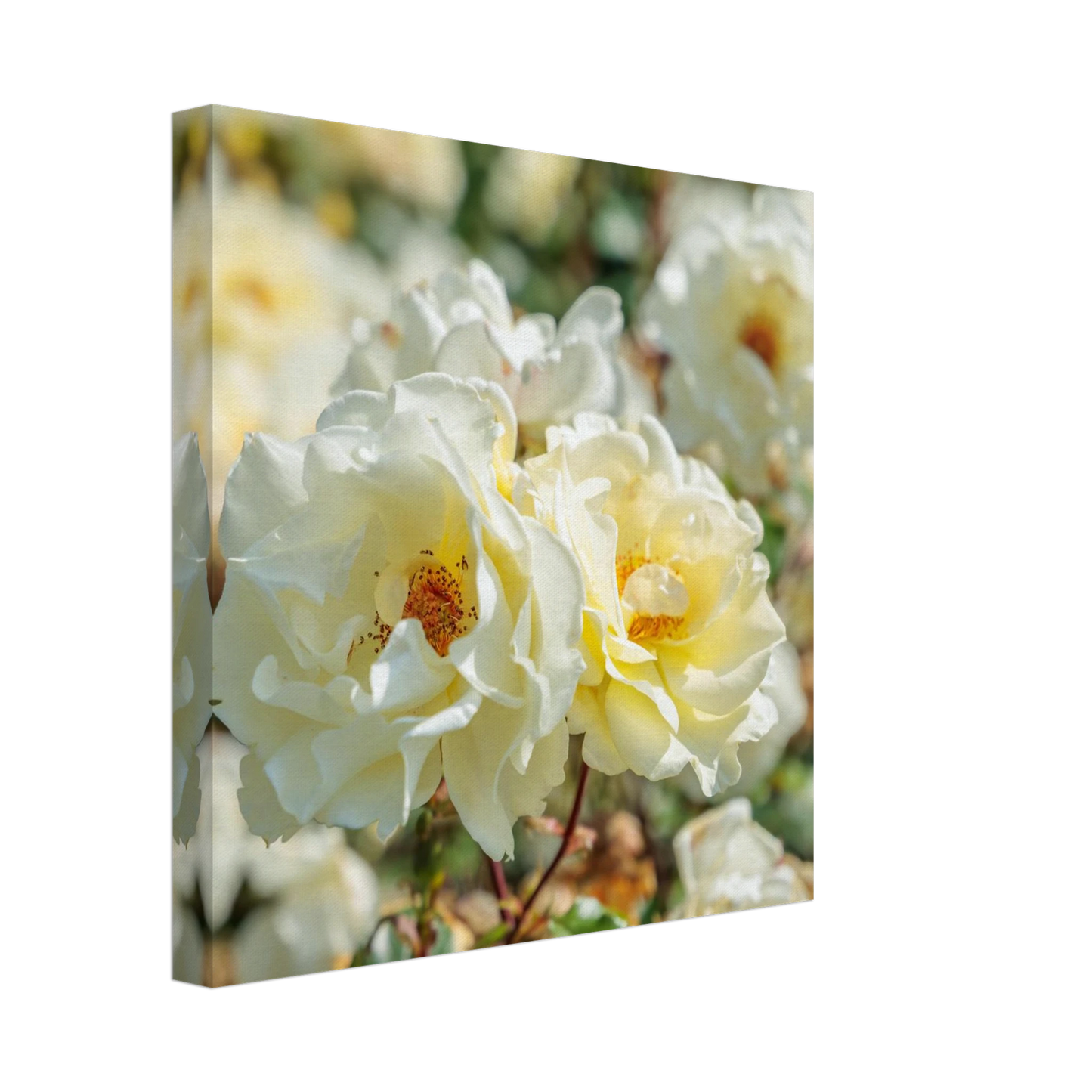 Wandbild creme weisse rosen zeitlose blumen eleganz fuer ihre wand in vielen groessen verfuegbar