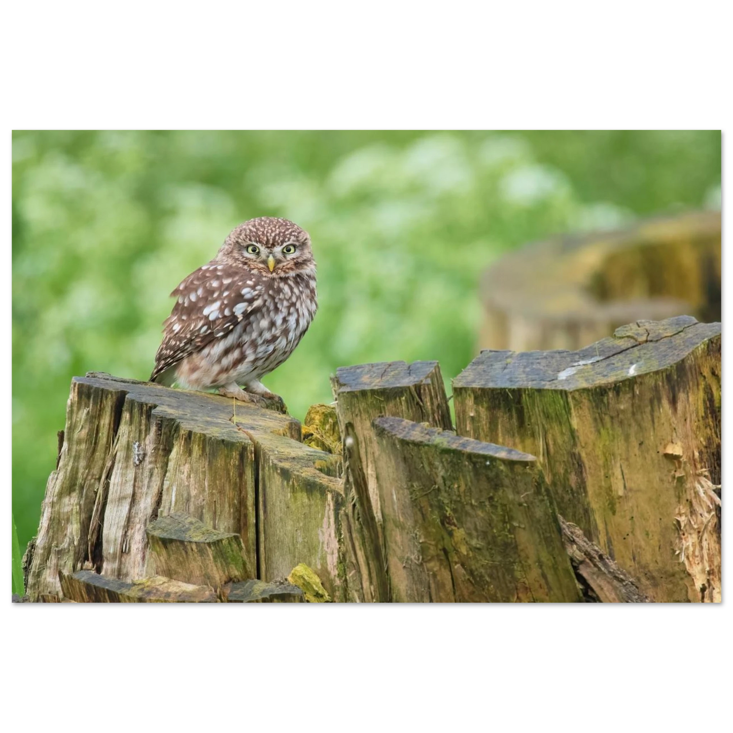 Wandbild mystische kleine eule faszinierendes kunstwerk fuer natur und tierliebhaber in vielen groessen
