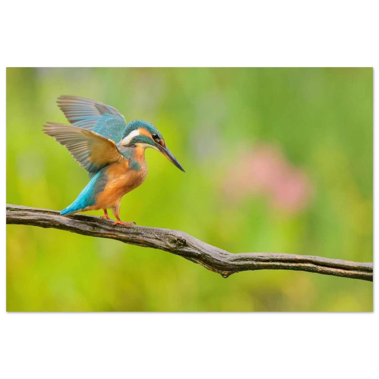 Wandbild eisvogel leuchtende federpracht auf natuerlichem ast in ihrer wunschgroesse