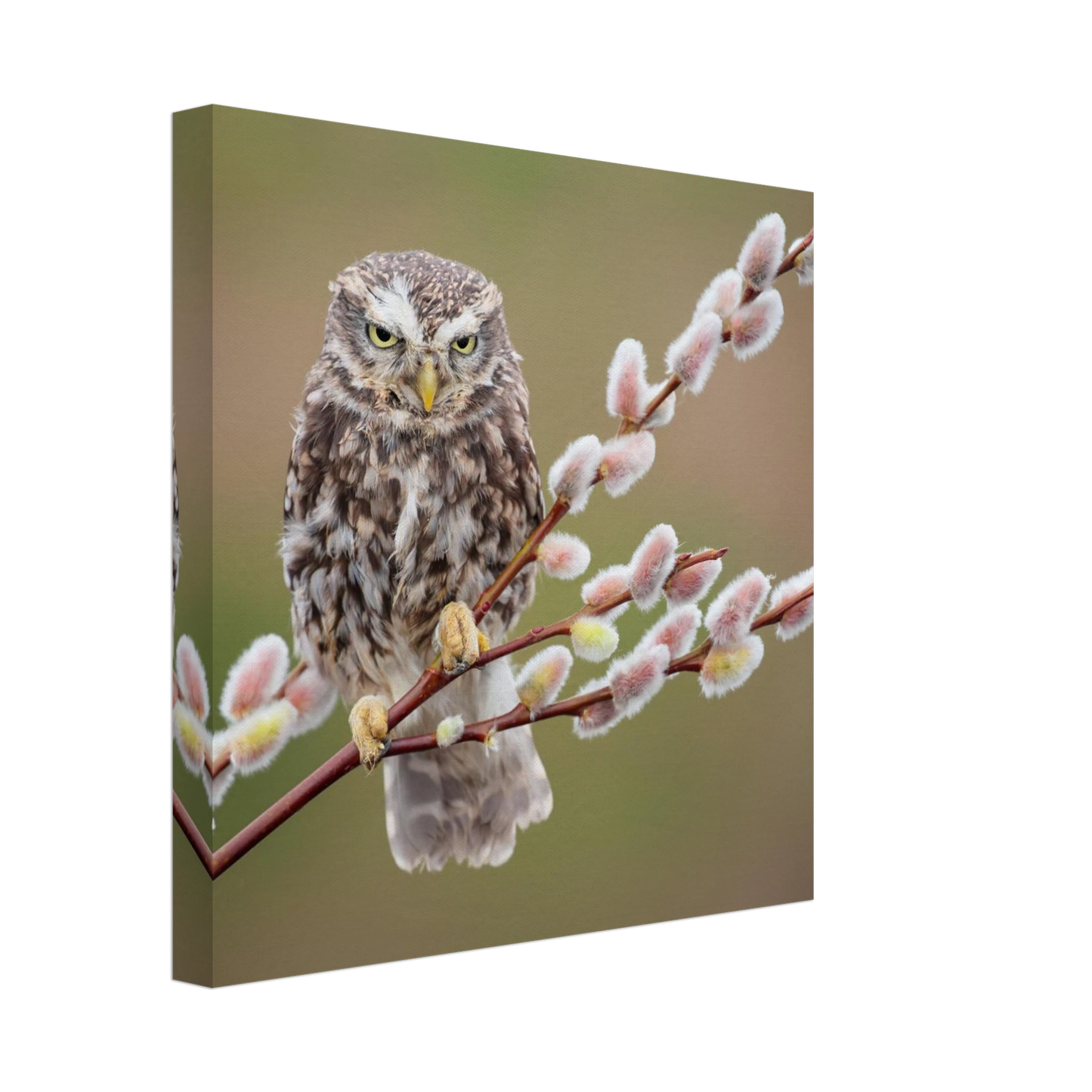 Wandbild der weise waechter ein kaeuzchen auf weidenkaetzchen im fruehlingslicht