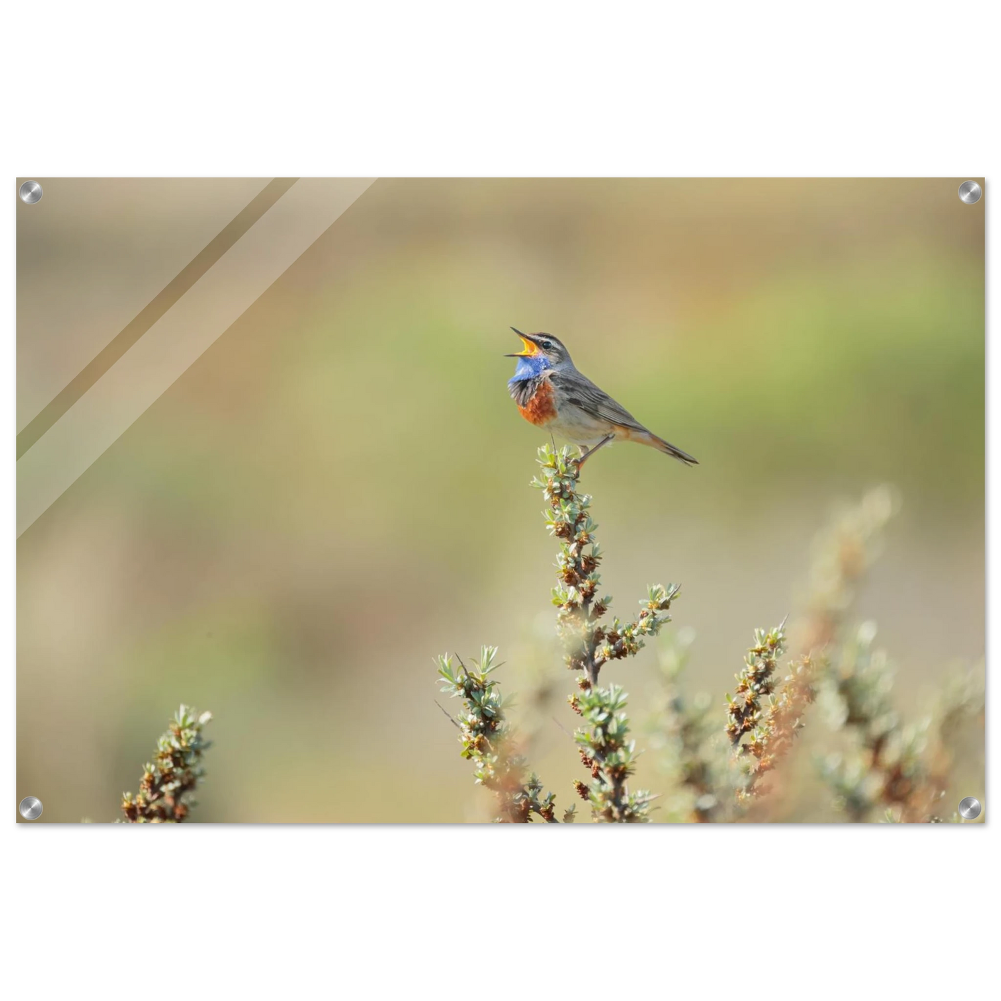 Wandbild der ruf der wildnis ein lebhaftes vogelportraet