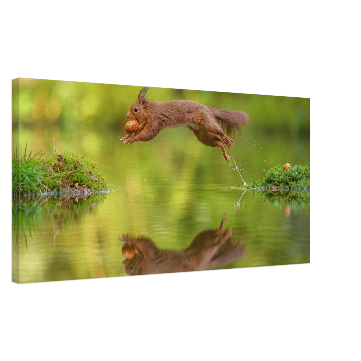 Wandbild eichhoernchen dynamisches wildtier poster mit lebendigen gruentoenen erhaeltlich in verschiedenen groessen