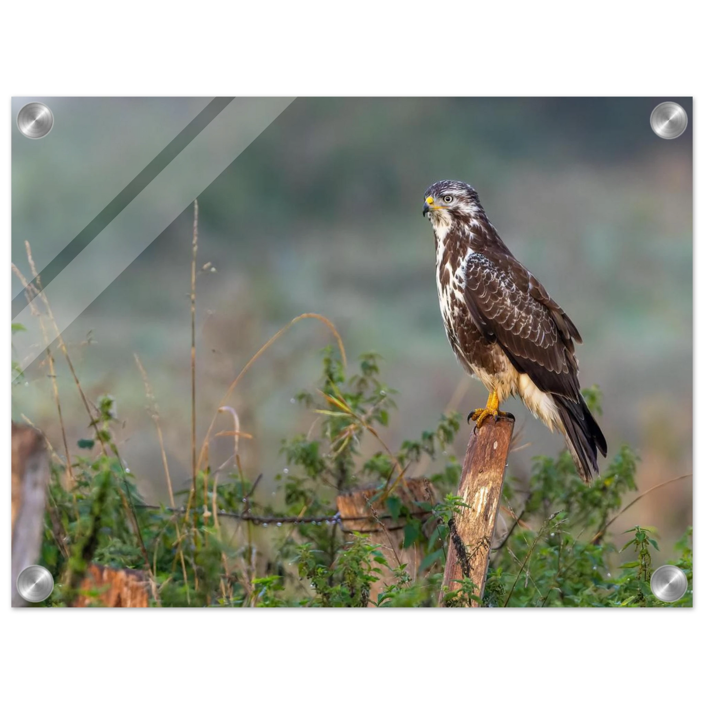 Wandbild majestaetischer bussard einblick in die wildnis auf hochglanz leinwand
