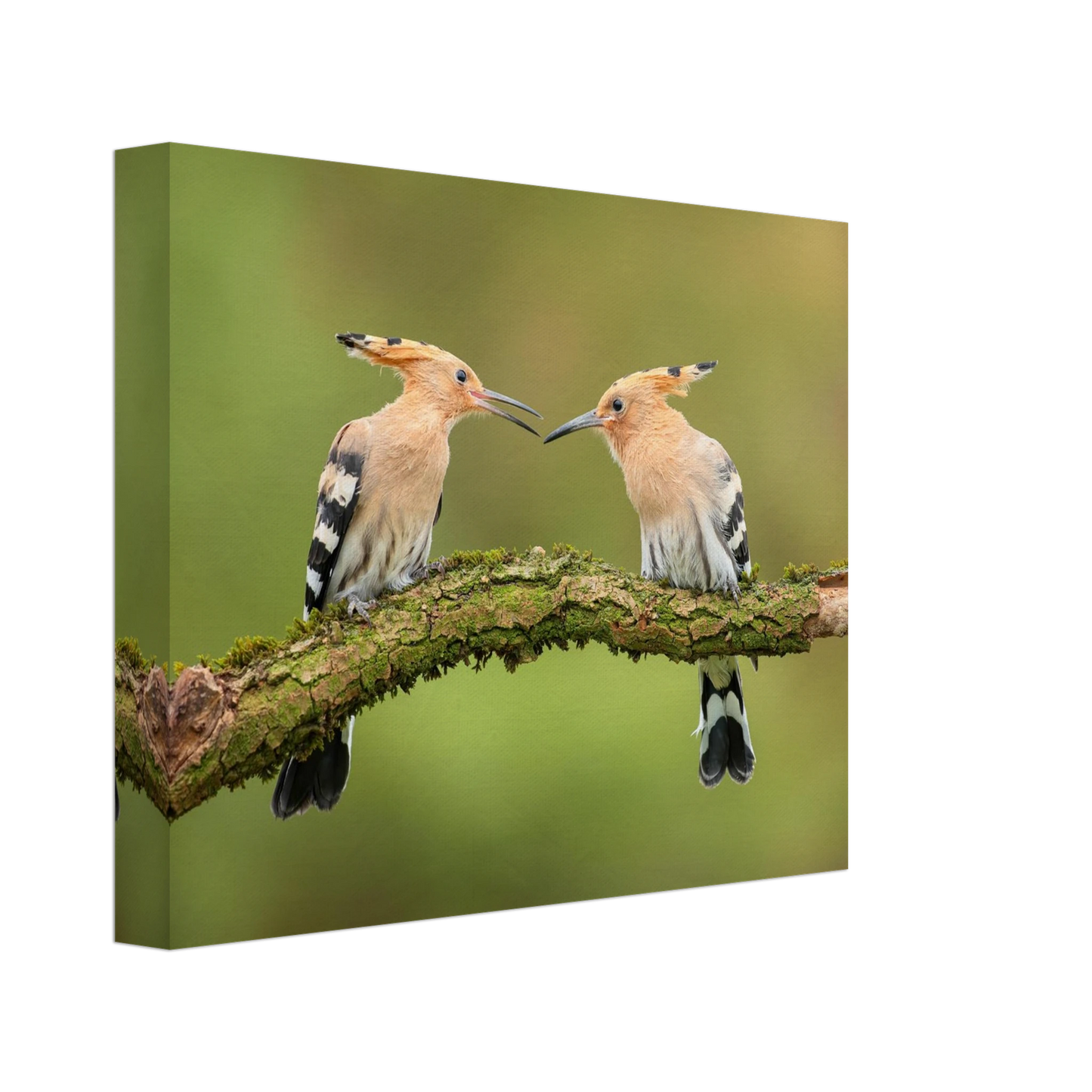 Wandbild bezaubernde wiedehopfe ein duo auf moosast in ihrer wunschgroesse